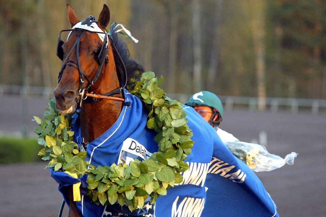 Jocose har fått lämna jordelivet, 18 år gammal. Foto: Micke Gustafsson, ALN