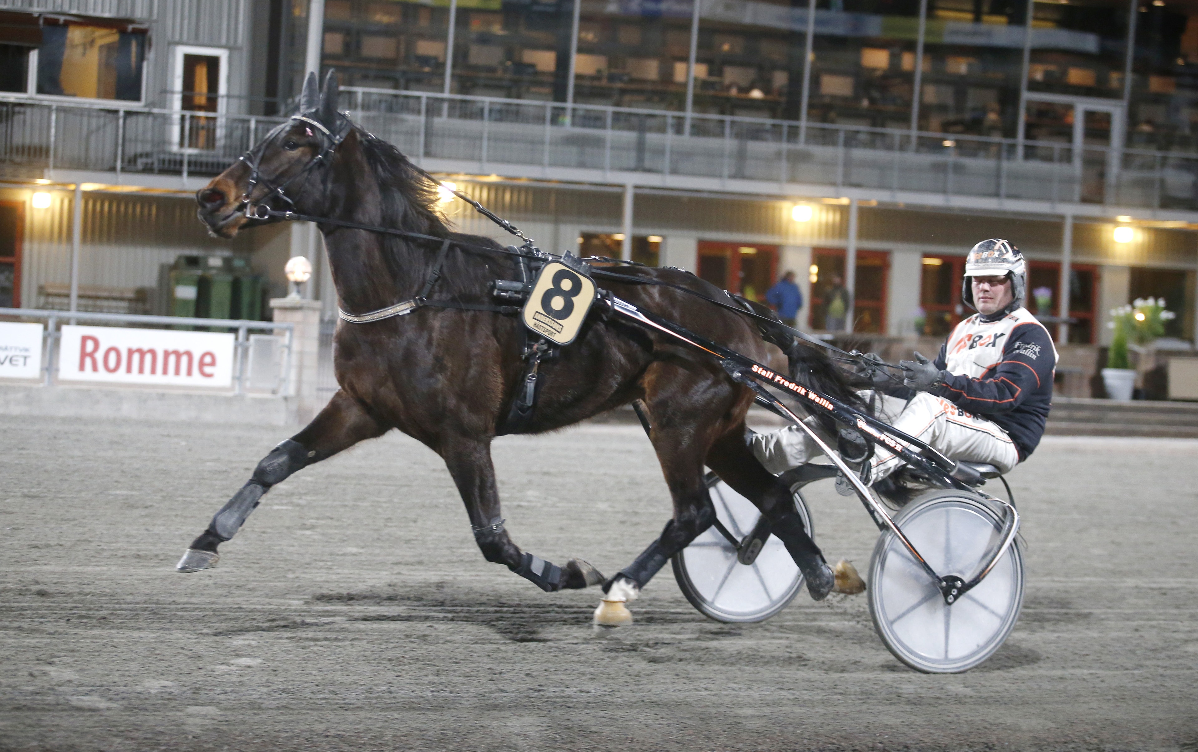 En mörk travhäst med startnummer 8 travar på en bana framför en läktarbyggnad. Hästen drar en sulky med en kusk i hjälm och tävlingskläder. Foto: ALN