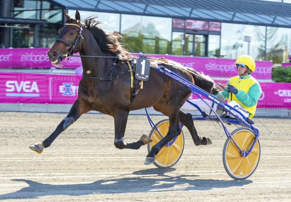 Vivid Wise As tog tredje raka när han imponerade i Cagnes-sur-Mer. Foto: Tommy Andersson, ALN