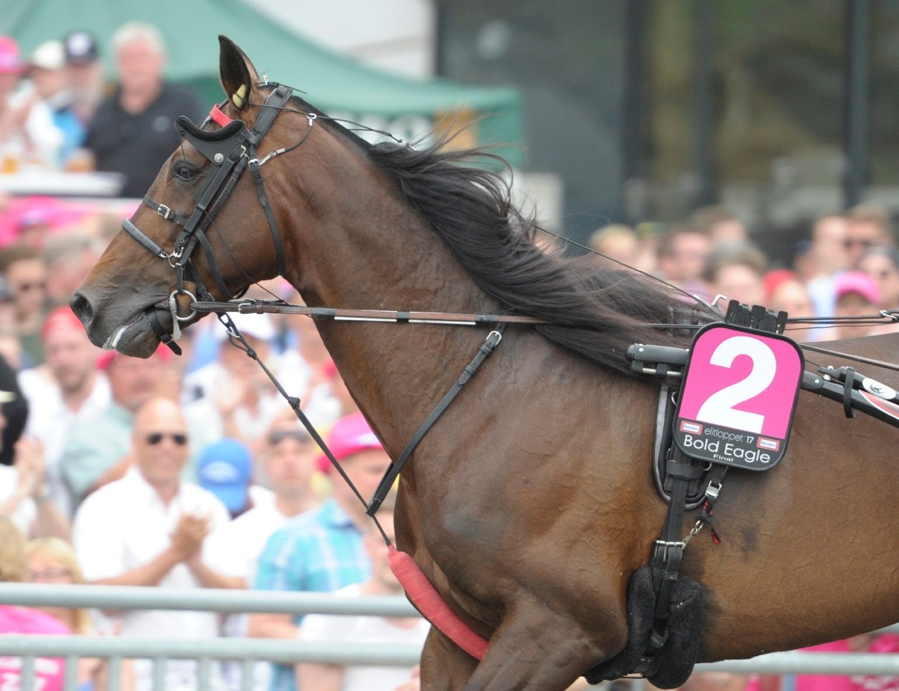 Bold Eagle från innerspår