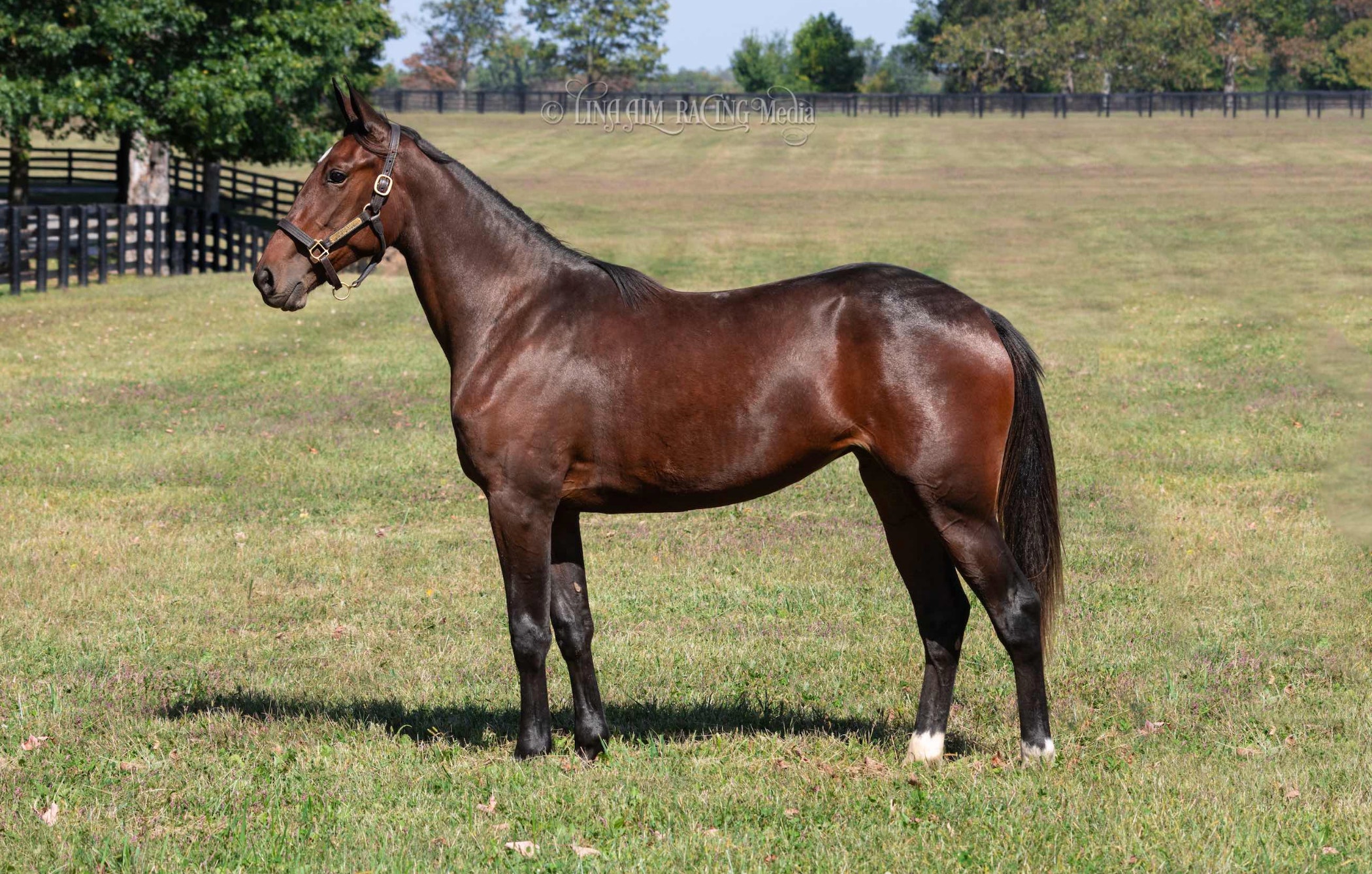 Svenskägda hästen såldes för rekordbelopp