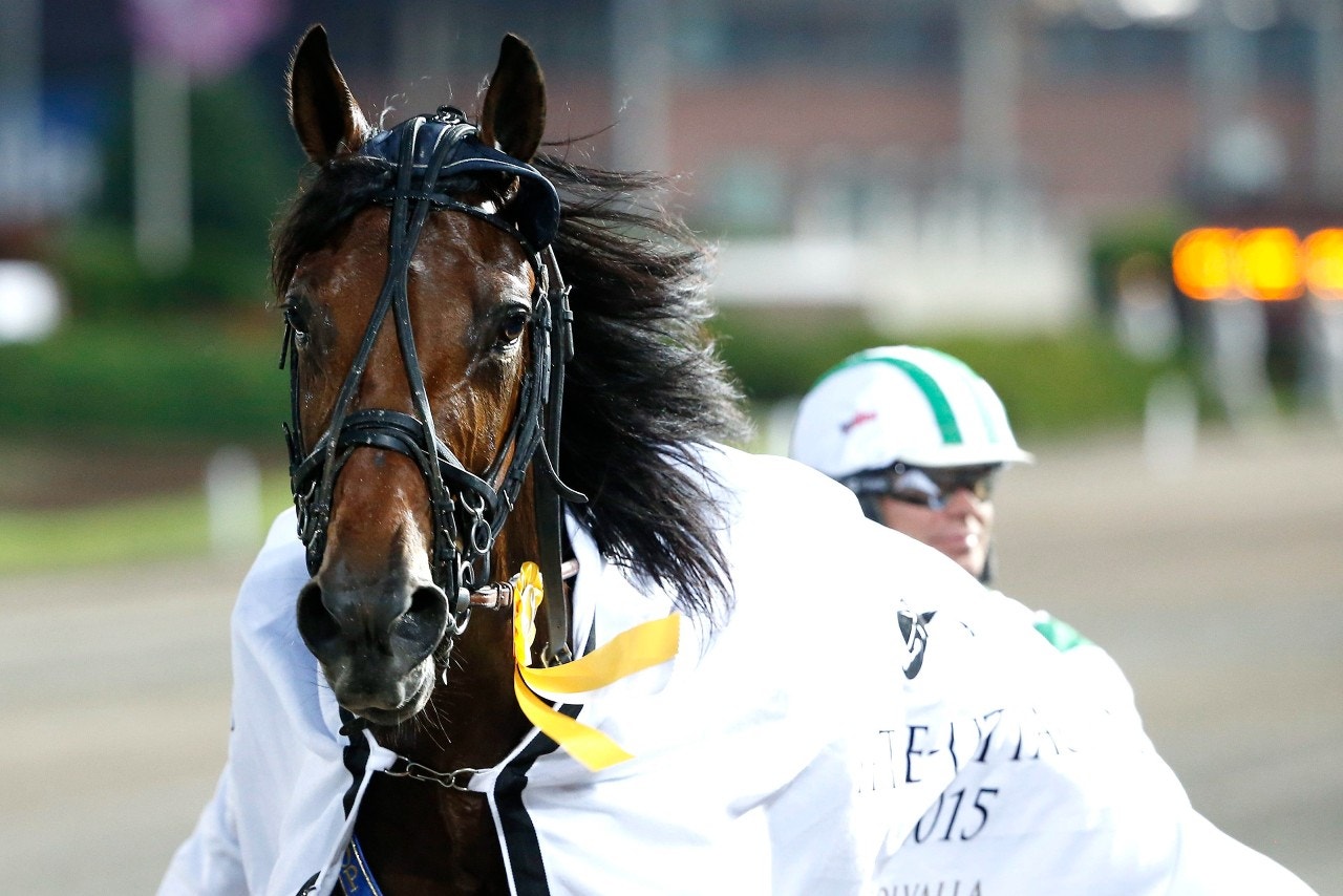 Mister J.P. har fått en fin start som avelshingst. Foto: Micke Gustafsson, ALN