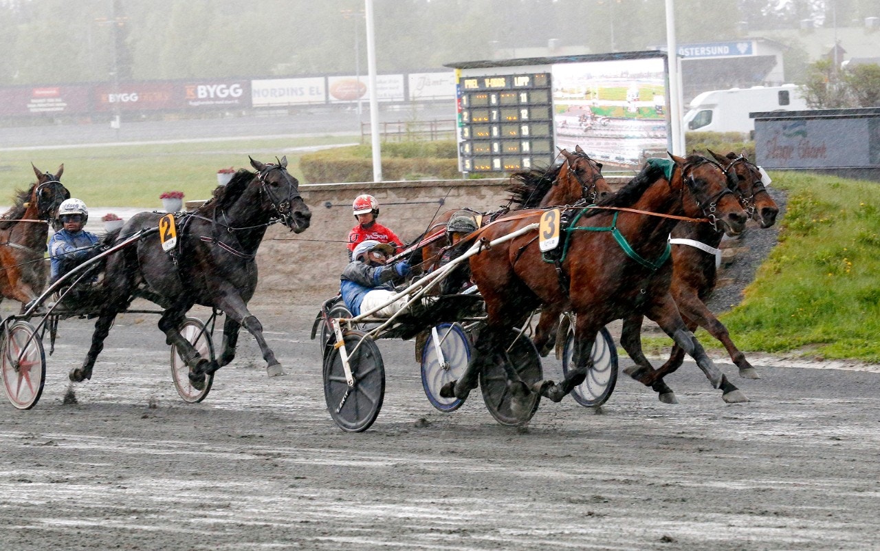 Handsome brad var tuffast till slut i Jämtlands Stora Pris. Foto: Tom Jönehag, ALN
