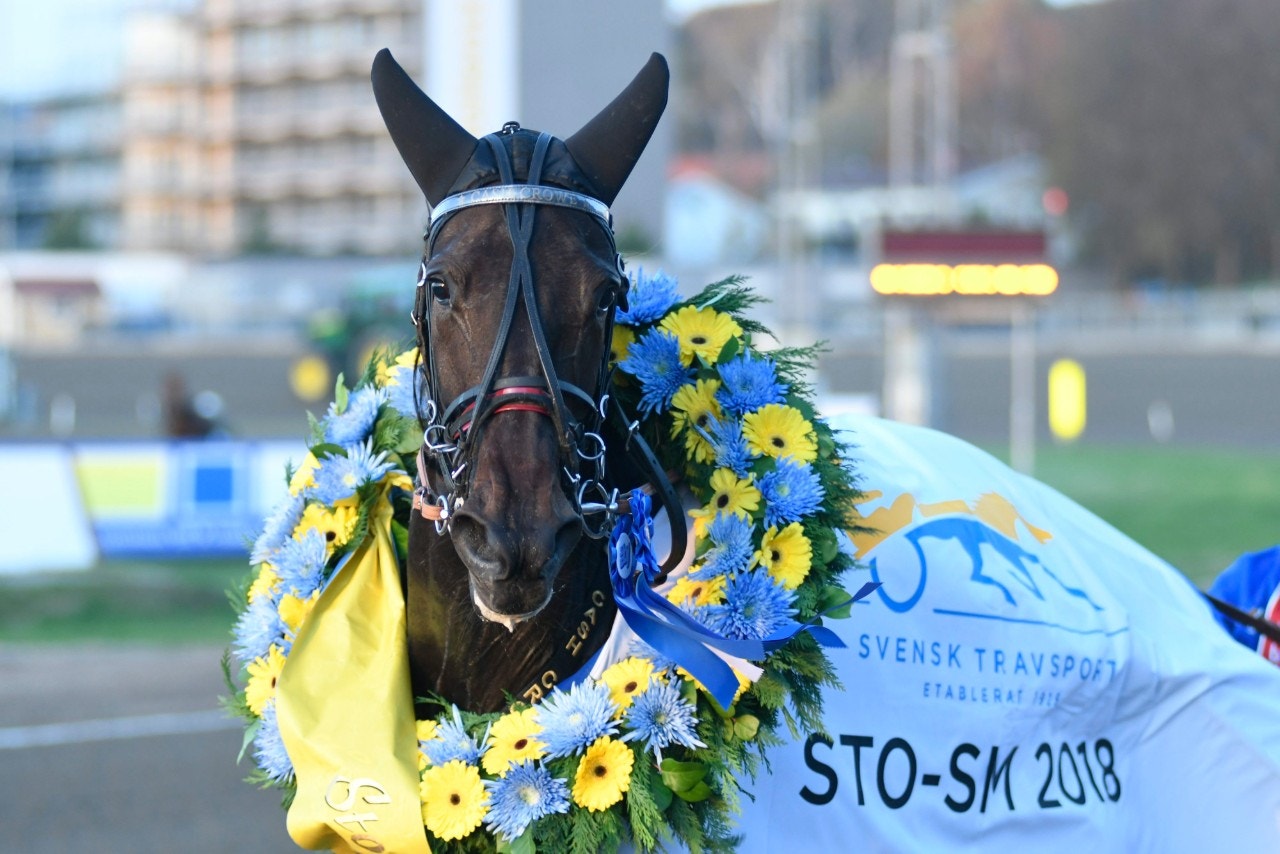 Cash Crowe tjänade 4,2 miljoner på 18 starter. Foto: Göran Lindskog, Sidmakarn/ALN