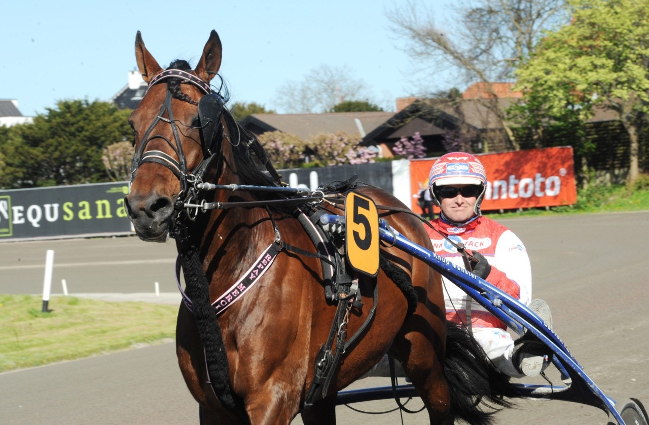 Tjänade 4 miljoner - skänks bort som avelshingst