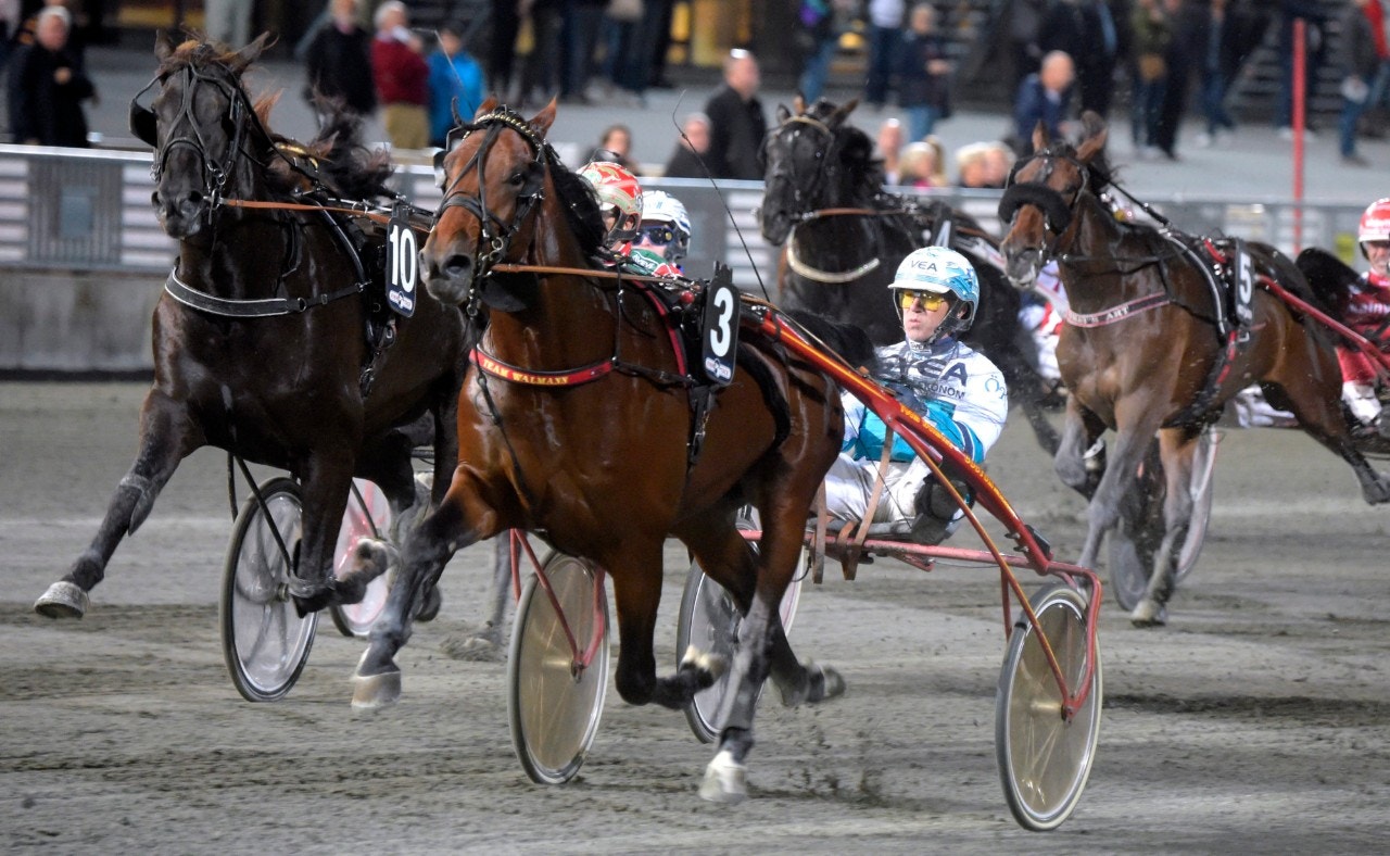 Forfantone Am är vårt spel i Breeders-försöket för fyraåriga hingstar och valacker. Foto: ALN