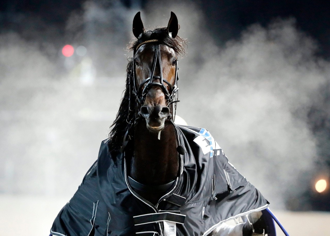 Bryssel trivs fint på Vincennes. Foto: Micke Gustafsson, ALN