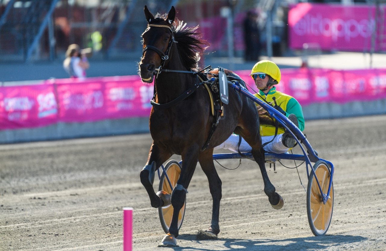 Vivid Wise As är tillbaka i Italien och ska möta Zacon Gio. Foto: Simon Hastegård, Bildbyrån