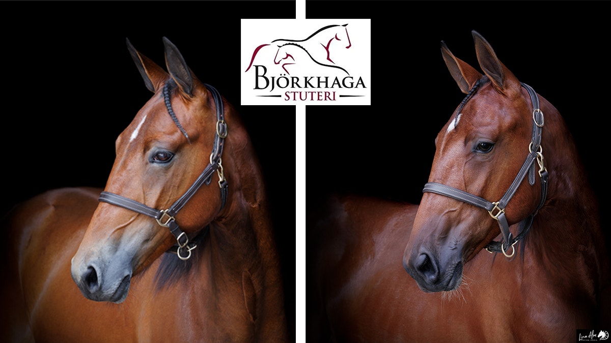 Två spännande ettåringar från Björkhaga Stuteri till Solvalla Yearling Sale