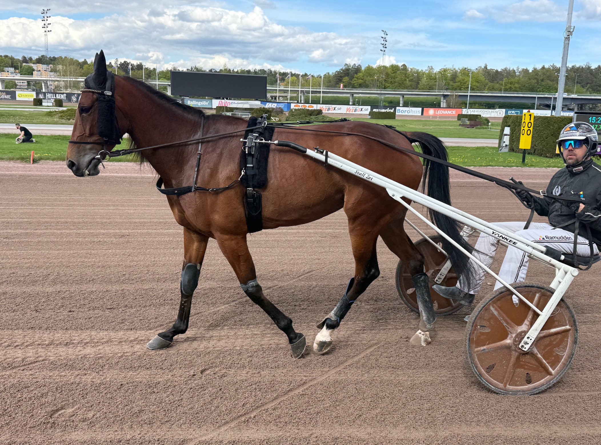 Brun häst med travvagn och kusken på en travbana. Hästen är spänd för att dra vagnen under en travtävling.