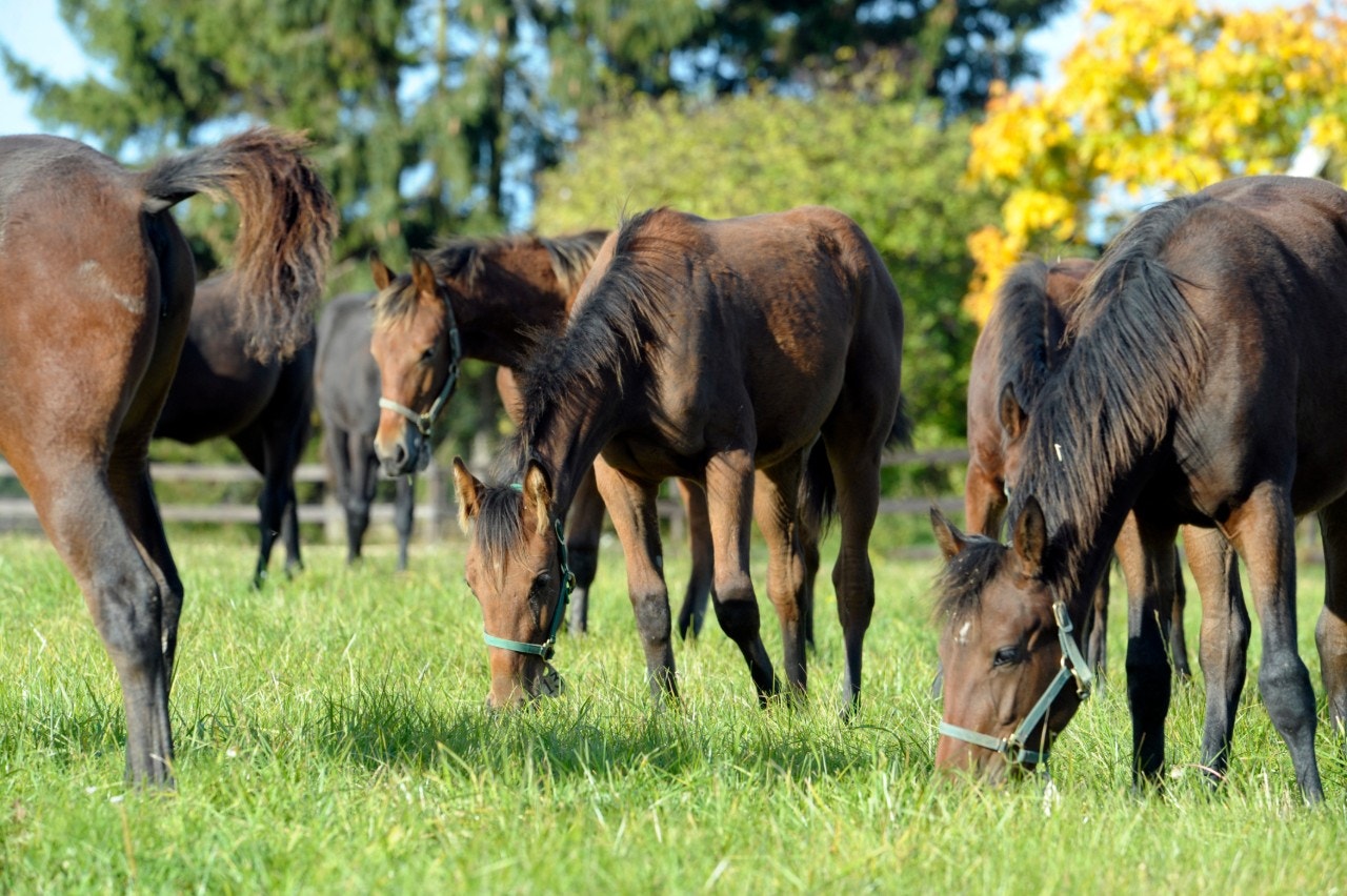Positivt för Donato Hanover efter akut operation