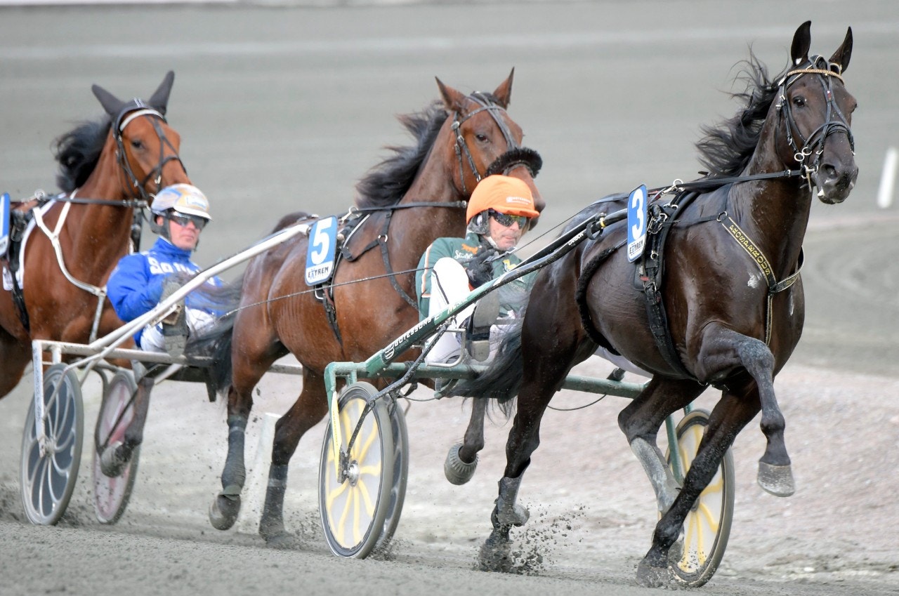 Propsperous - nu också en vinnare på Vincennes. Foto: Martin Langels, ALN