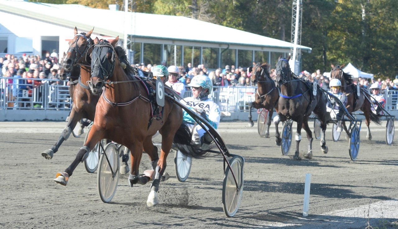 Bergsåker/Solvalla 1 januari: Heading Reference inleder!