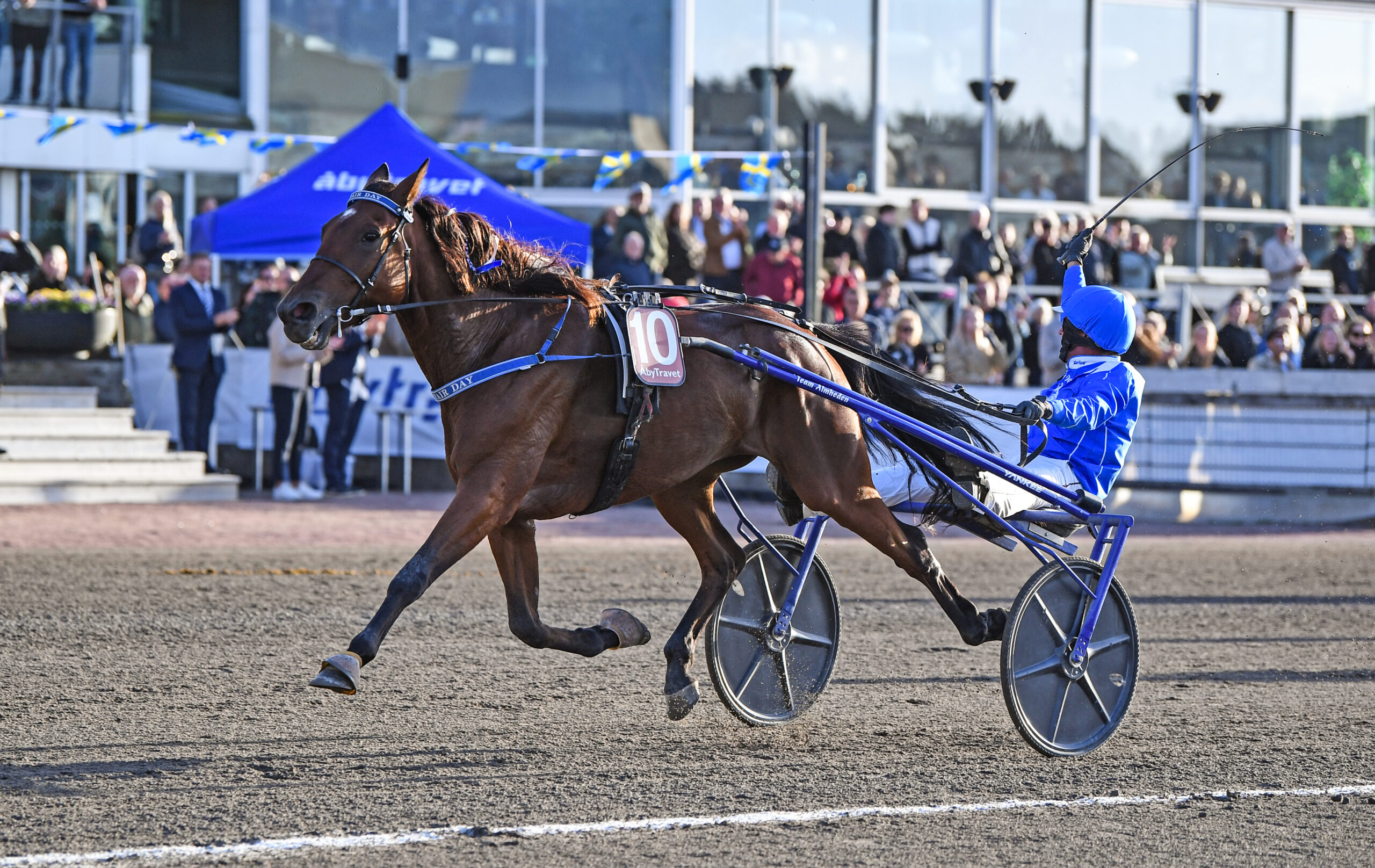 En brun travhäst i full galopp drar en sulky med en kusk i blå dress och blå hjälm på en travbana. Publik syns på läktaren i bakgrunden.