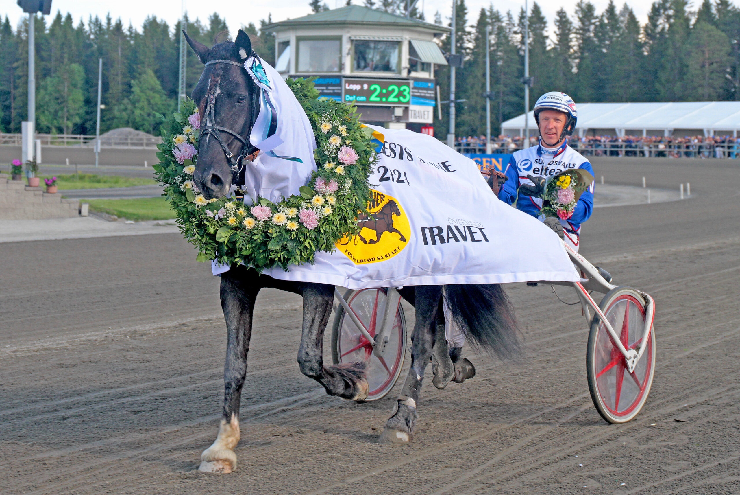 Ulvsåsen blev svensk mästare tidigare i år. Men avelsvärderad har han inte blivit trots två försök. Foto: Tom Jönehag / TR Bild.
