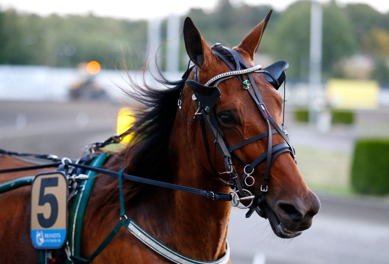 Jörgen Westholms Unique Juni bärgade en fin seger på Vincennes. Foto: Hanold, ALN