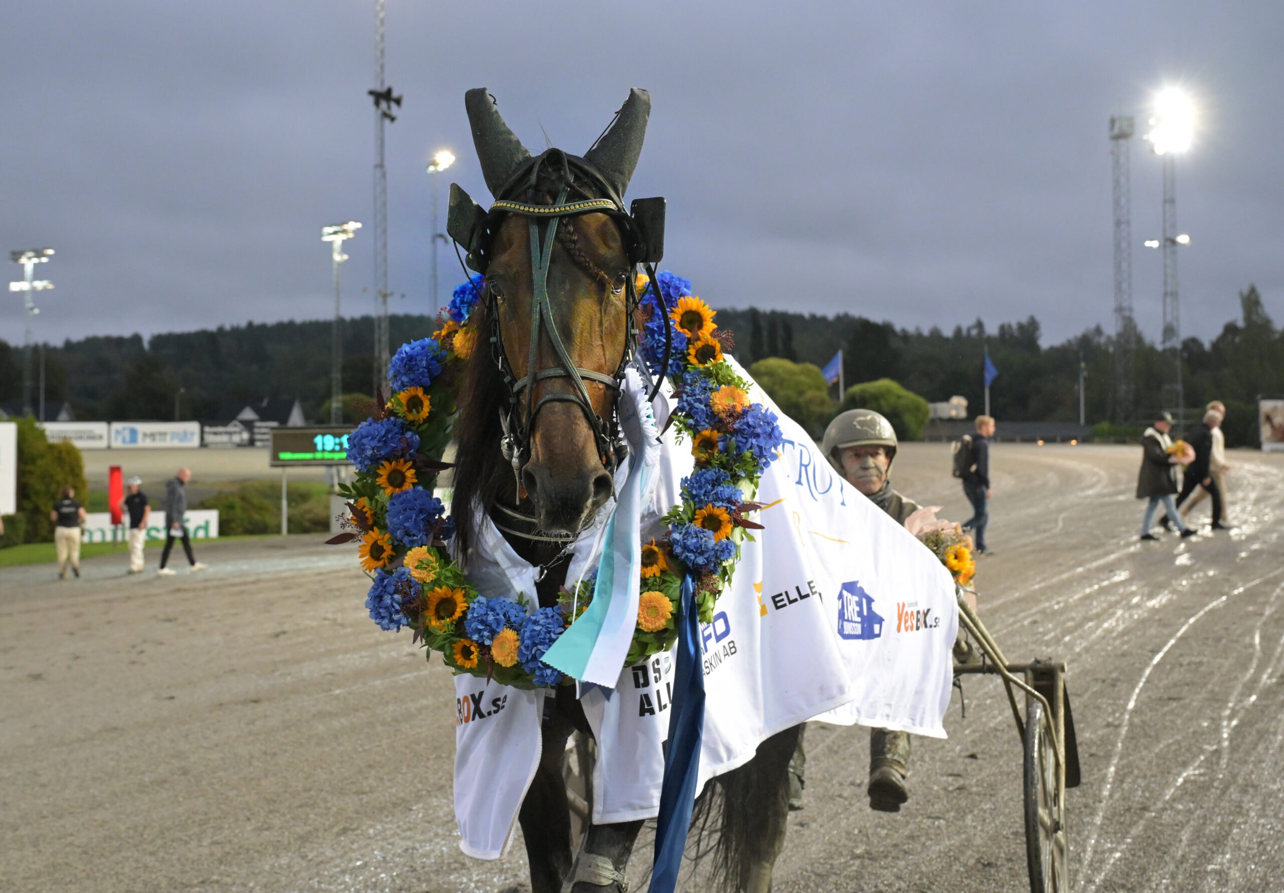 En segrande travhäst med blomsterkrans paraderar på travbanan tillsammans med sin kusk.