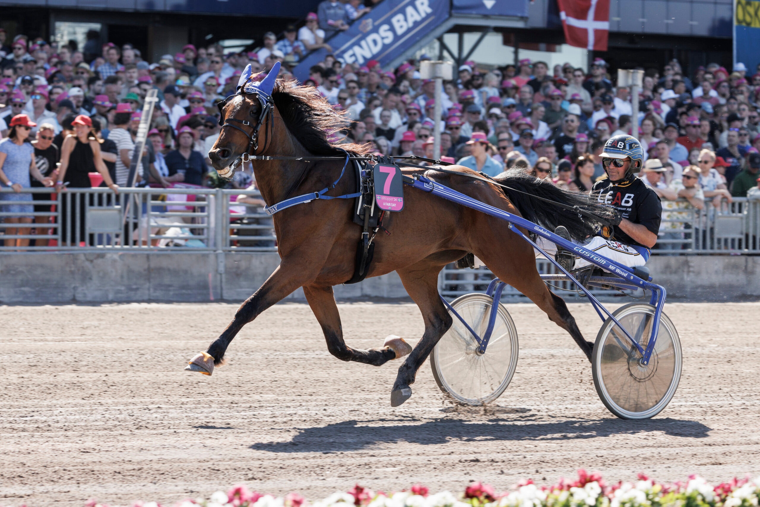 Almheden sugen på Elitloppet med A Fair Day