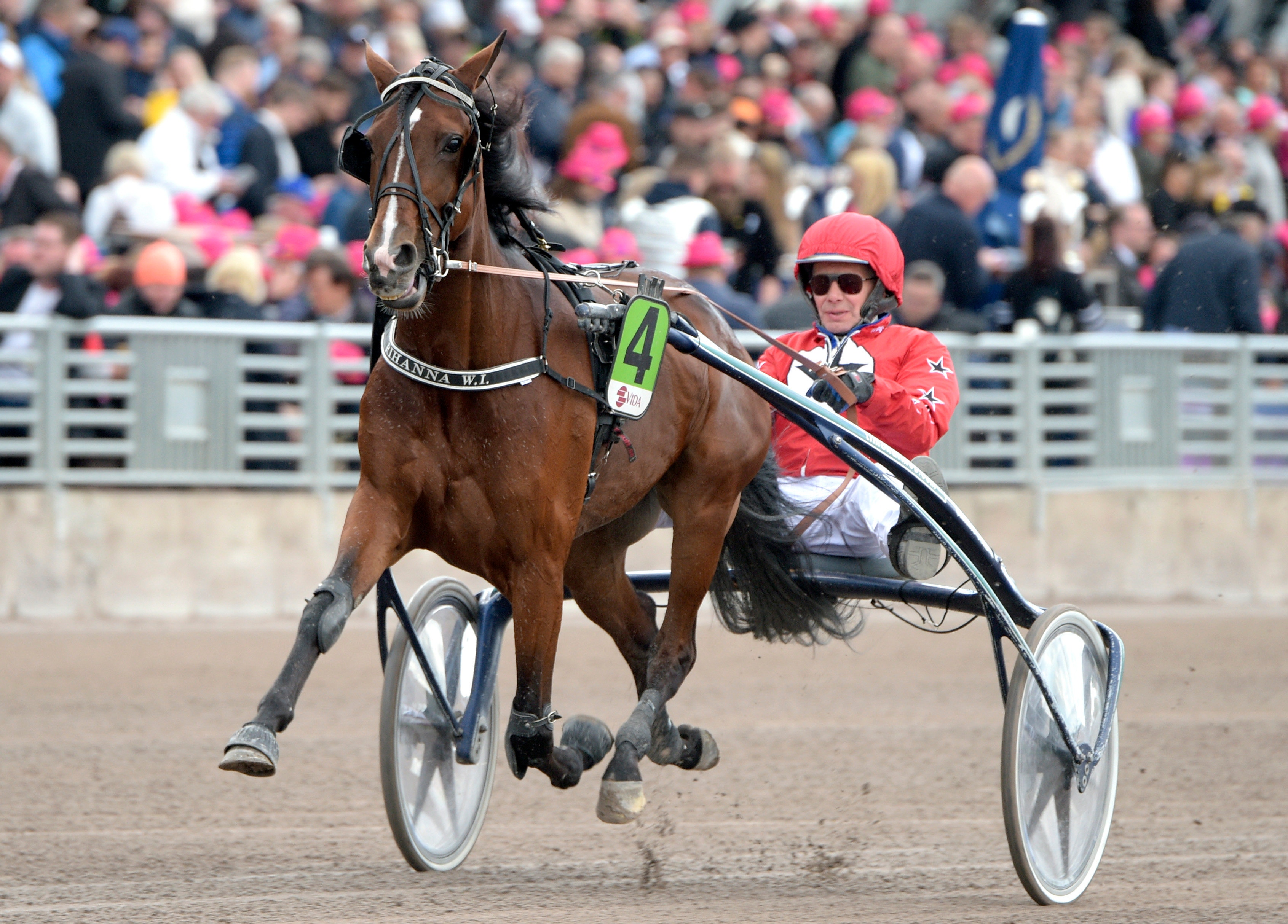Dräktigt miljonsto säljs på auktion