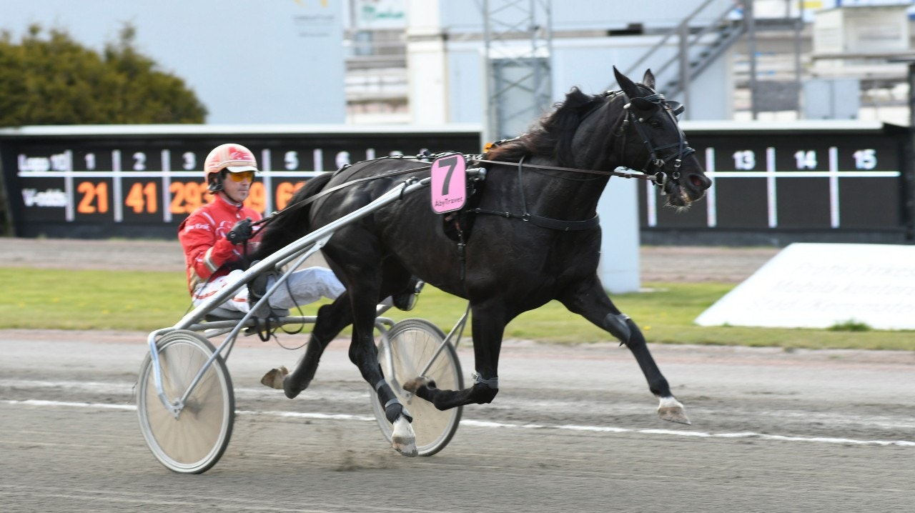 Dubbelmiljonären Ghazi B.R. är ny hos stall Goop. Foto: Göran Lindskog, Sidmakarn/ALN