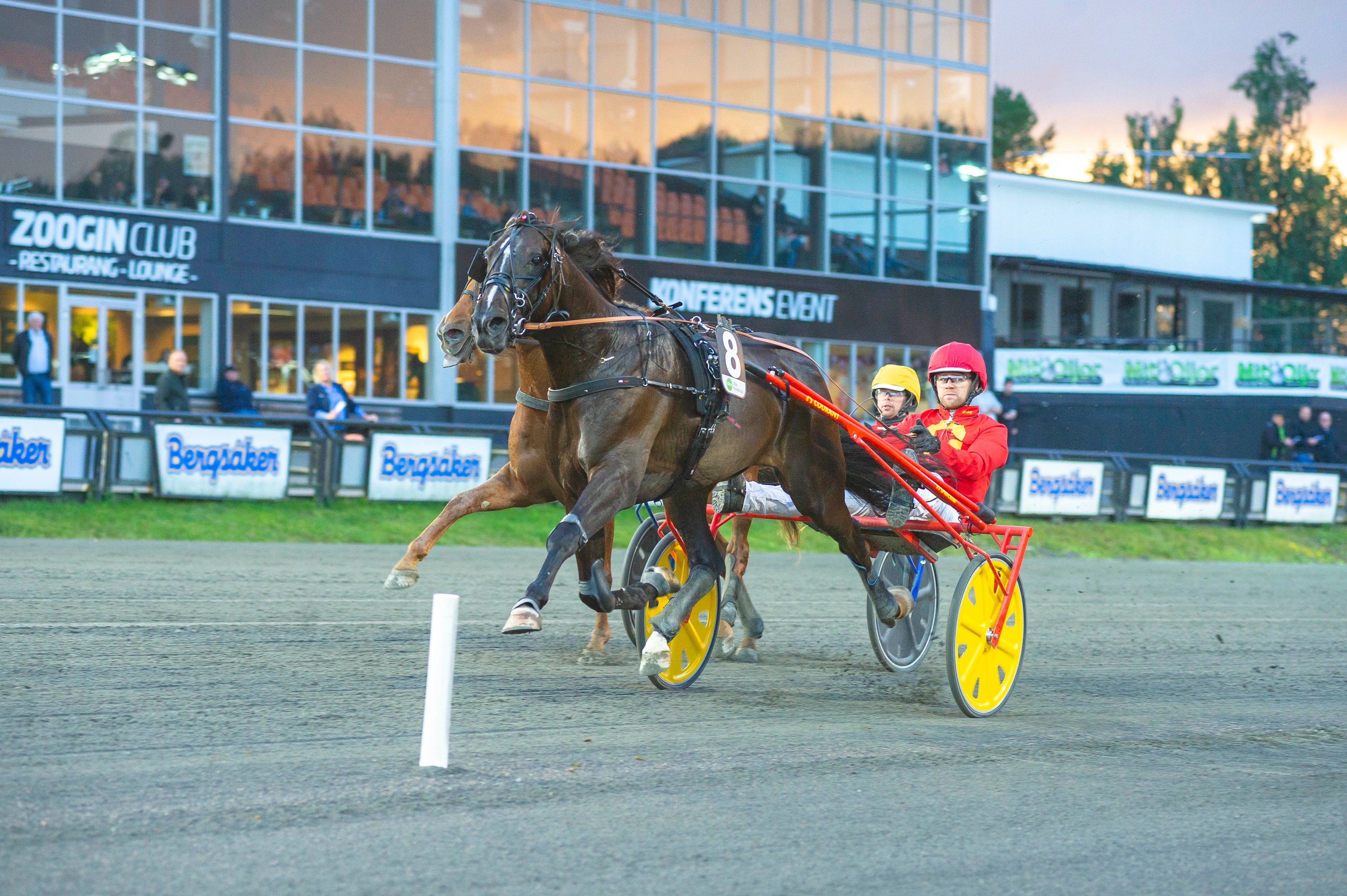 En travhäst med sulky och kuskar på en travbana. Hästen är i full galopp på gräsbanan framför läktare och sponsorlogotyper.