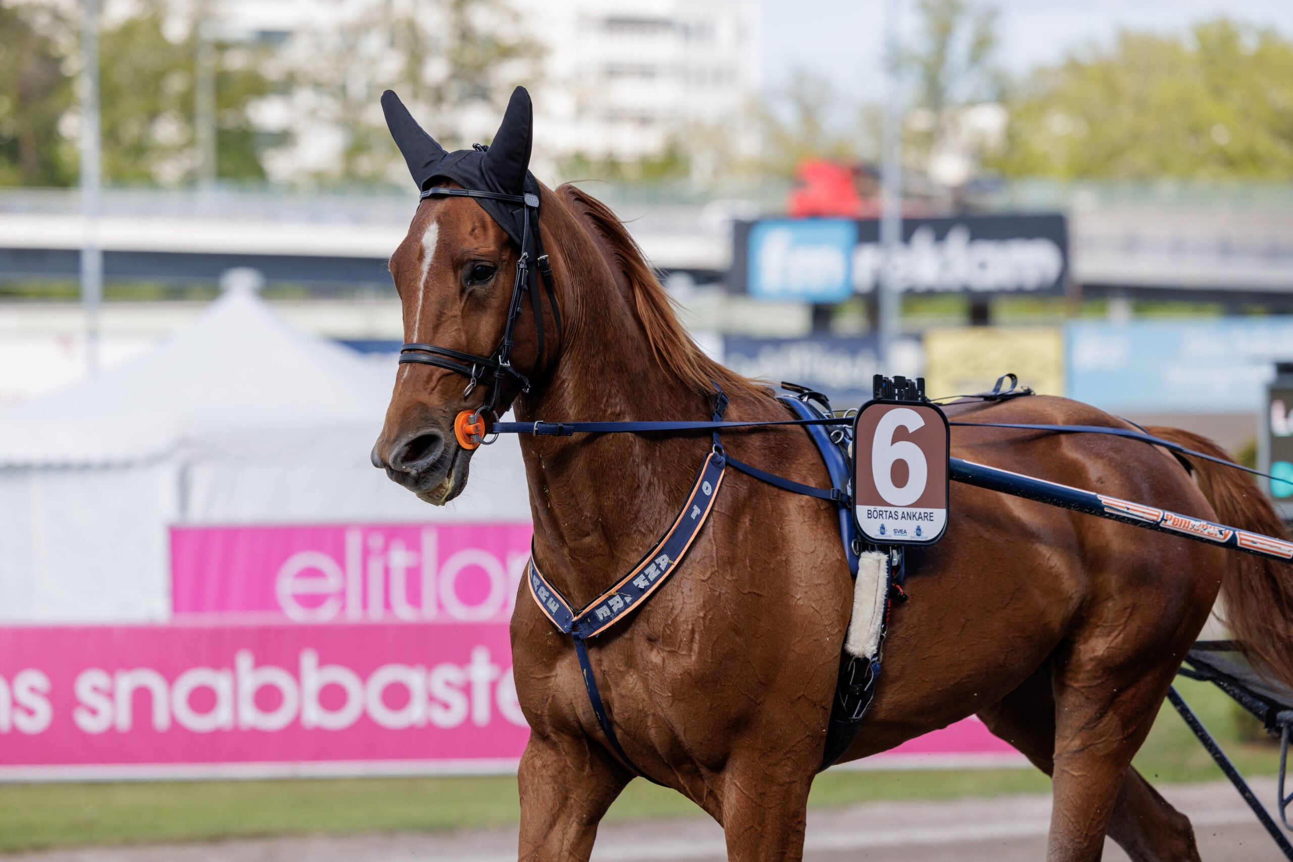 Foto: Lena Emmoth/TR Bild