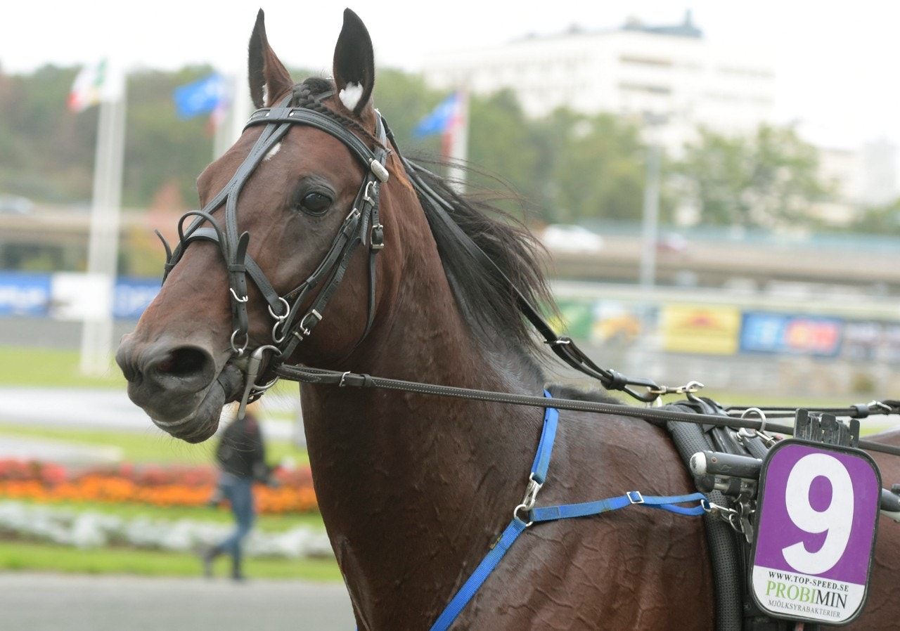 Cokstile tog hem Algot Scotts Minne från dödens - på 1.09,8. Foto: Leif Norberg, ALN