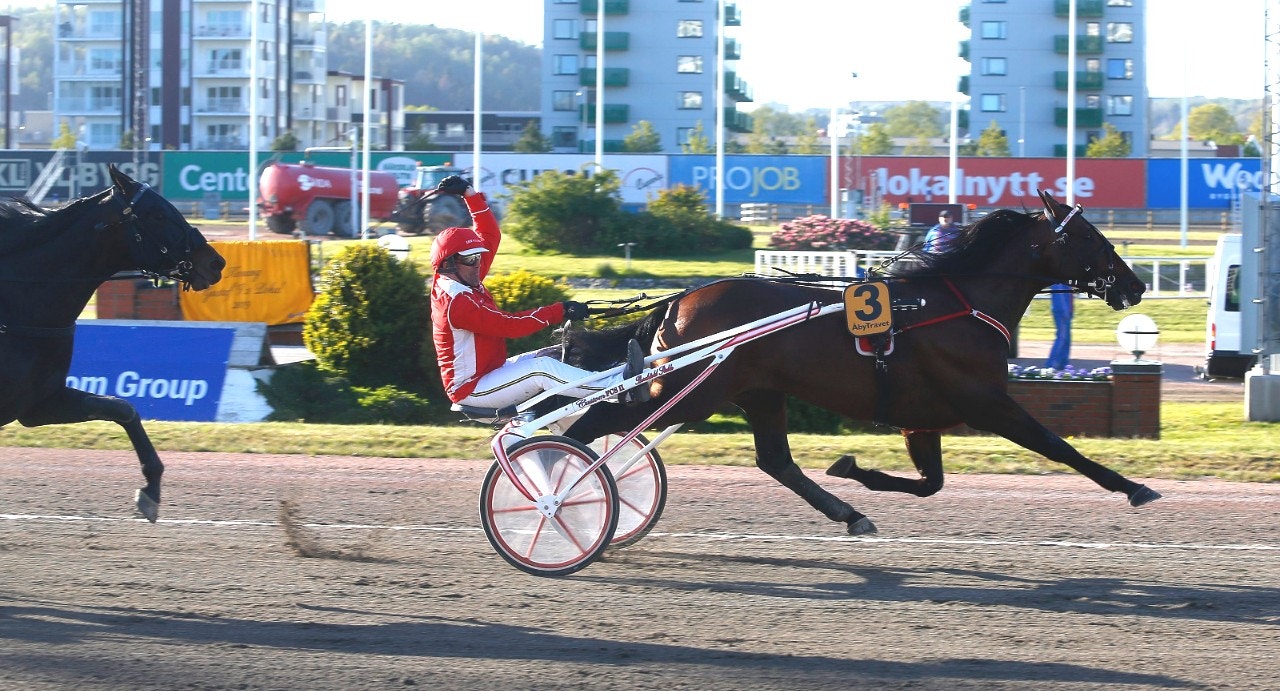 Campo Bahia gör första starten sedan Derbyt när han går ut i Johan Jacobssons Minne på Jägersro. Foto: Hanold, ALN