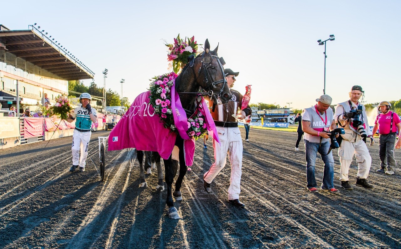 Propulsion är en av sex listhingstar som ska synas vid avelsvärderingen på Solvalla. Foto: Simon Hastegård, Bildbyrån