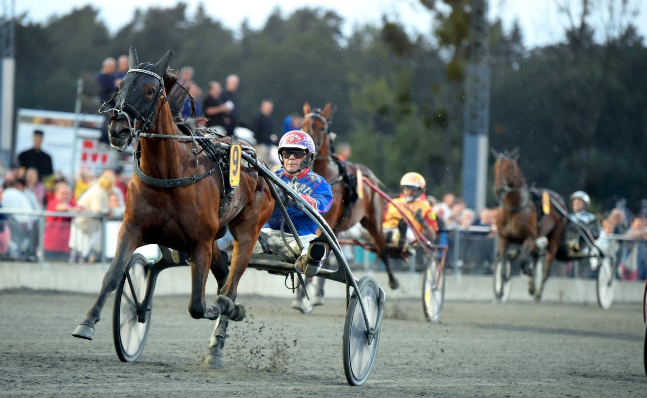 S:t Leger är nästa uppgift för Pinto Bob. Foto: Martin Langels, ALN