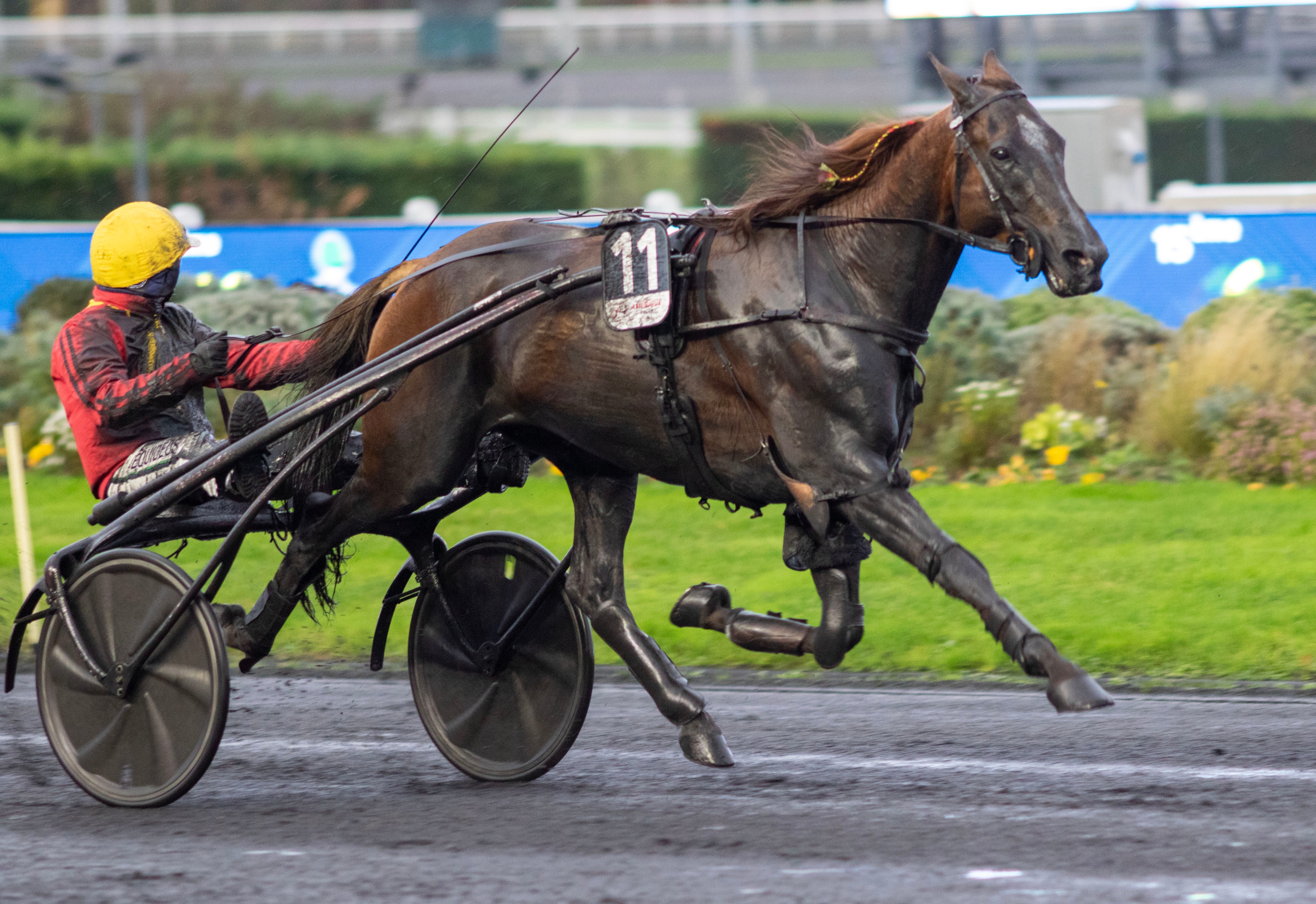 Uppfödarens ord om lillebror mot favoriten