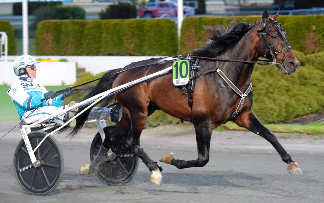Perfect Spirit är ett av svenskhoppen i Oslo Grand Prix - Foto: ALN