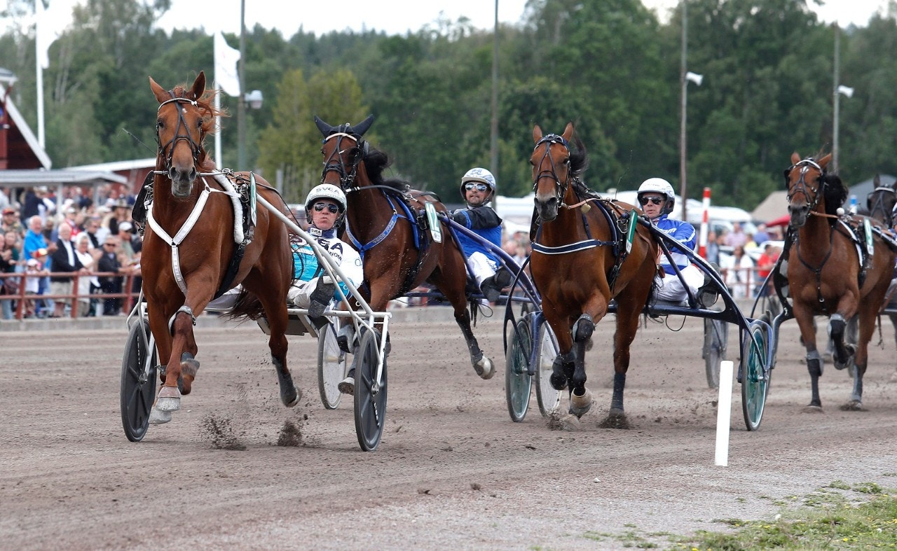 Conrads Rödluva luftas på Solvalla. Foto: Micke Gustafsson, ALN