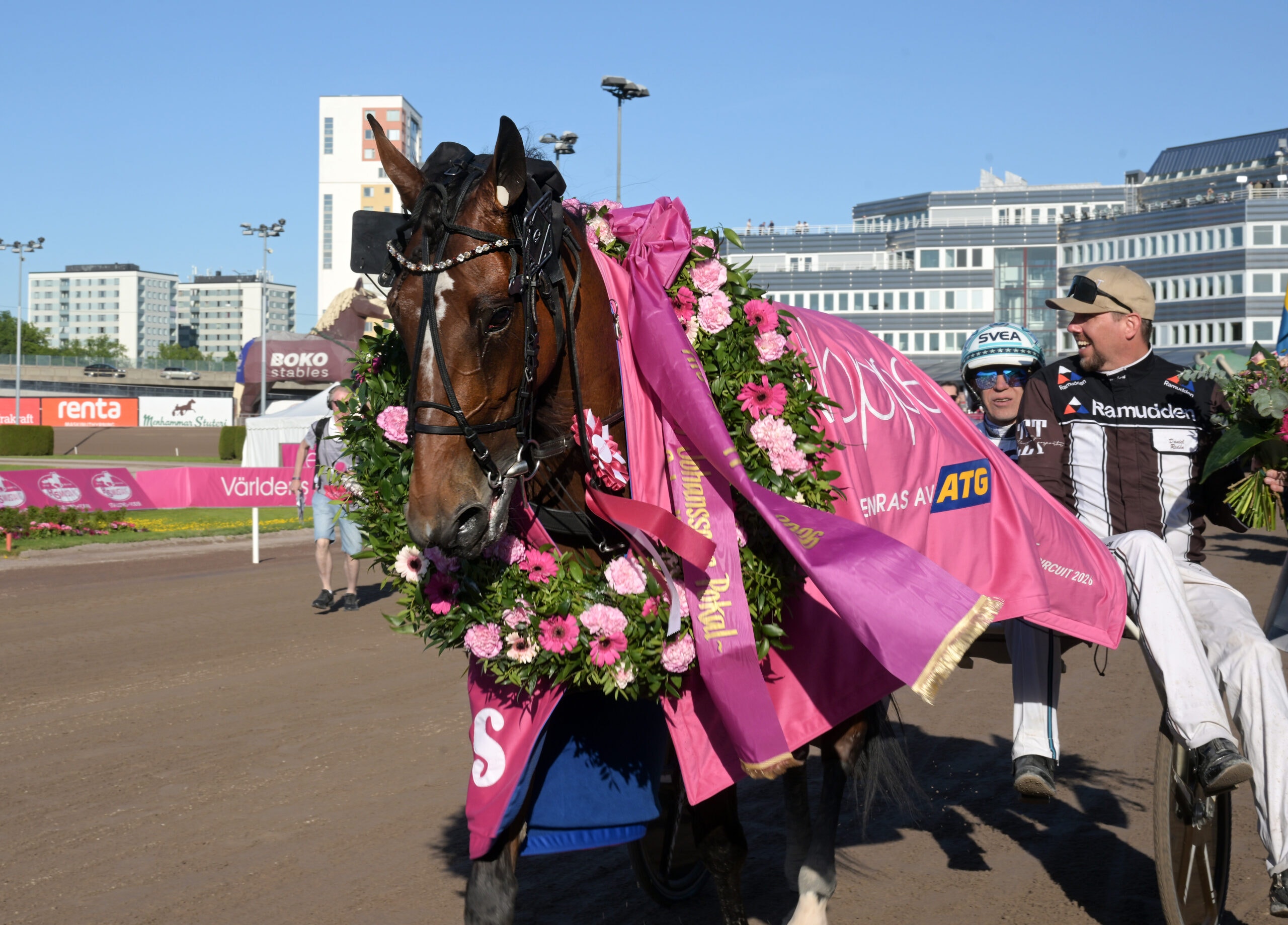 En prydlig häst med rosa blomsterdekorationer och rosa täcke efter ett lopp på travbanan.