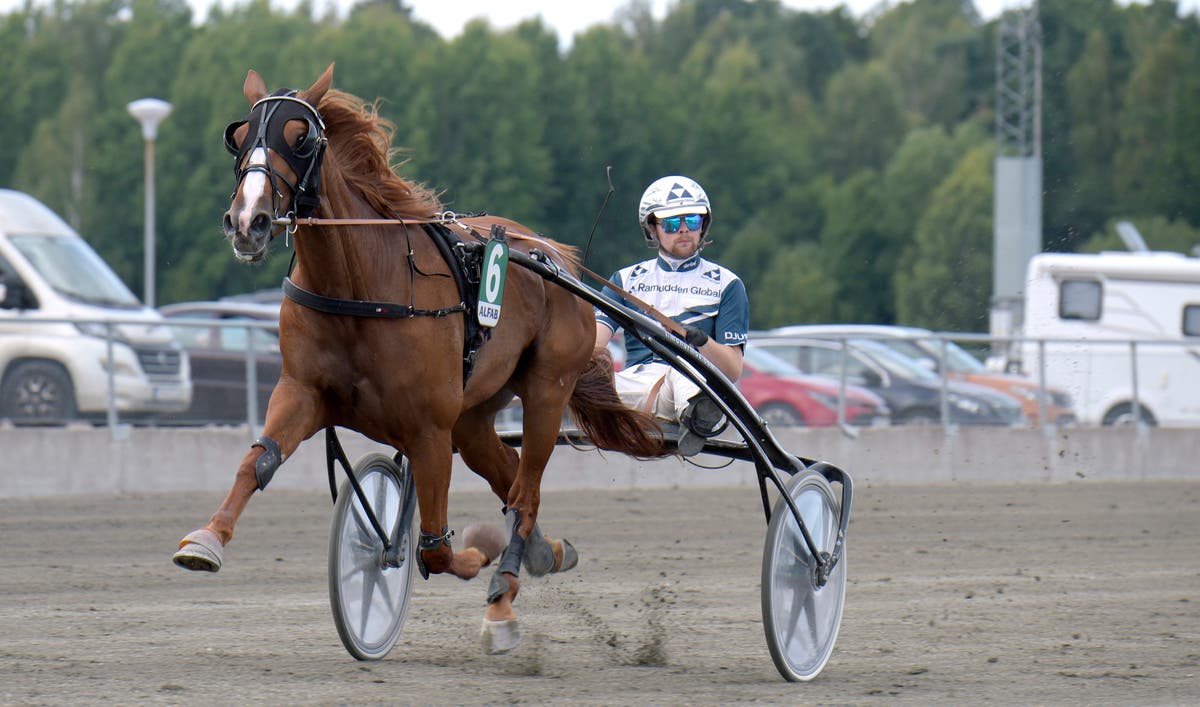 Västerbo Redless Magnus A Djuse
