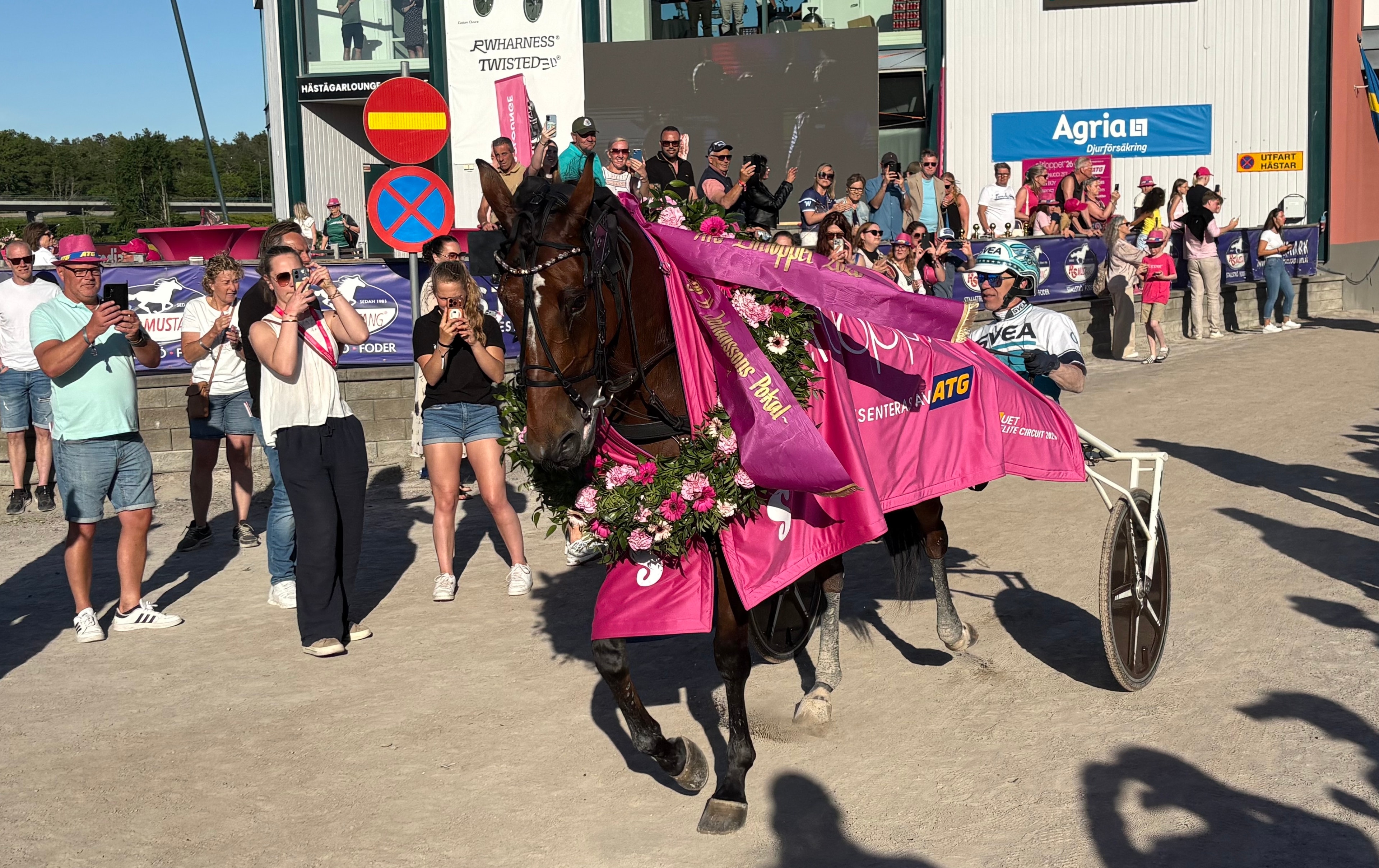En brunsvart häst drar en rosa dekorerad vagn på ett eventområde omgivet av publik.