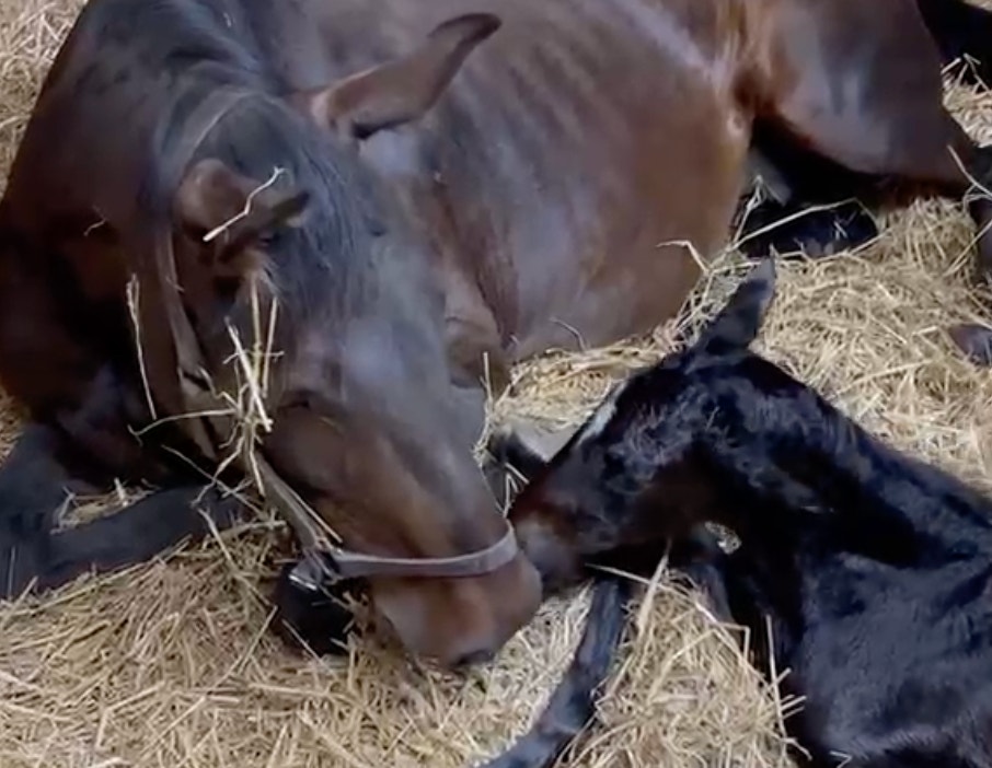 Superhästens nya steg – hingstvalen