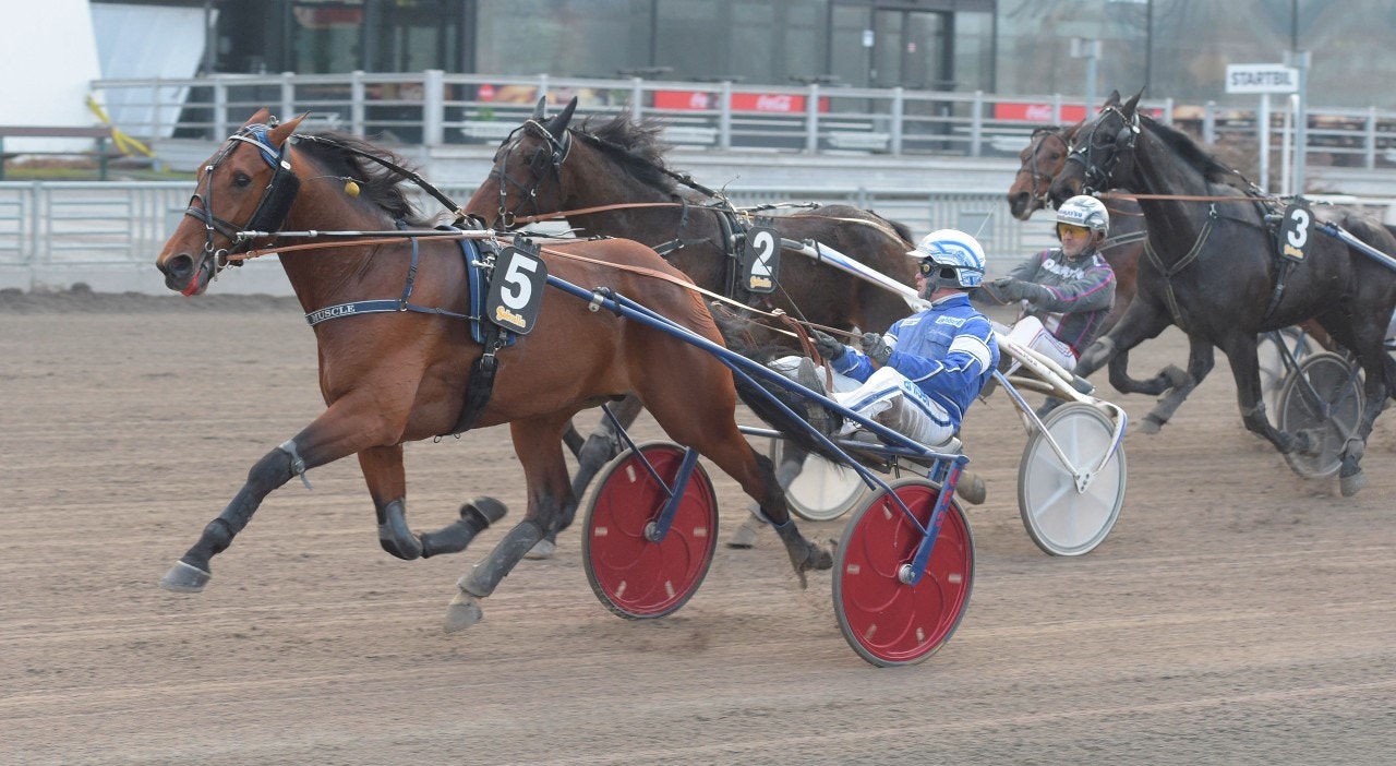 Elegante fyraåringen Manny Muscle går en intressant säsong till mötes. Foto: Leif Norberg, ALN