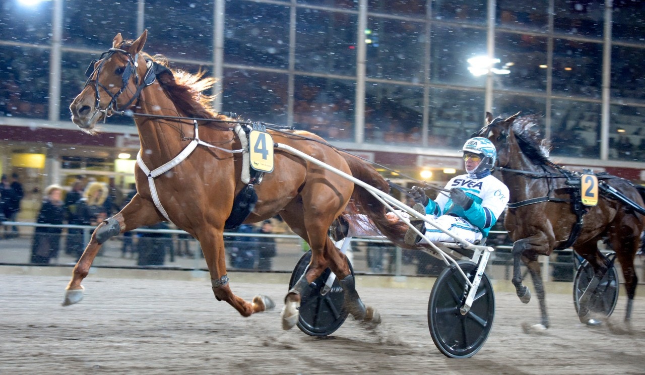 Conrads Rödluva gör årsdebut på Solvalla. Foto: Martin Langels, ALN