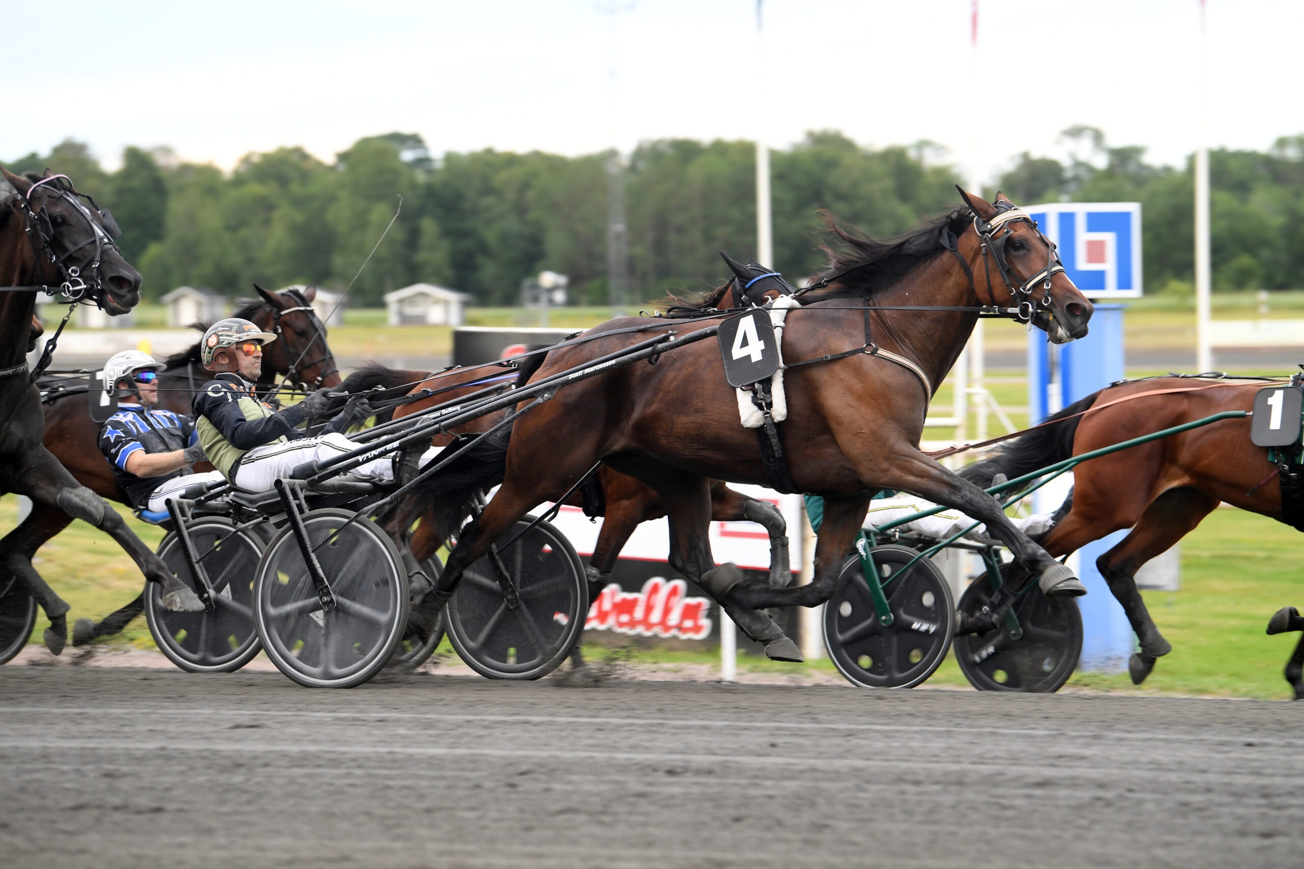 En brunhäst med kusken i en travvagn under ett lopp på en travbana. Hästen är i full galopp och bär startnummer 4. I bakgrunden syns träd, publikområde och blå målgång.