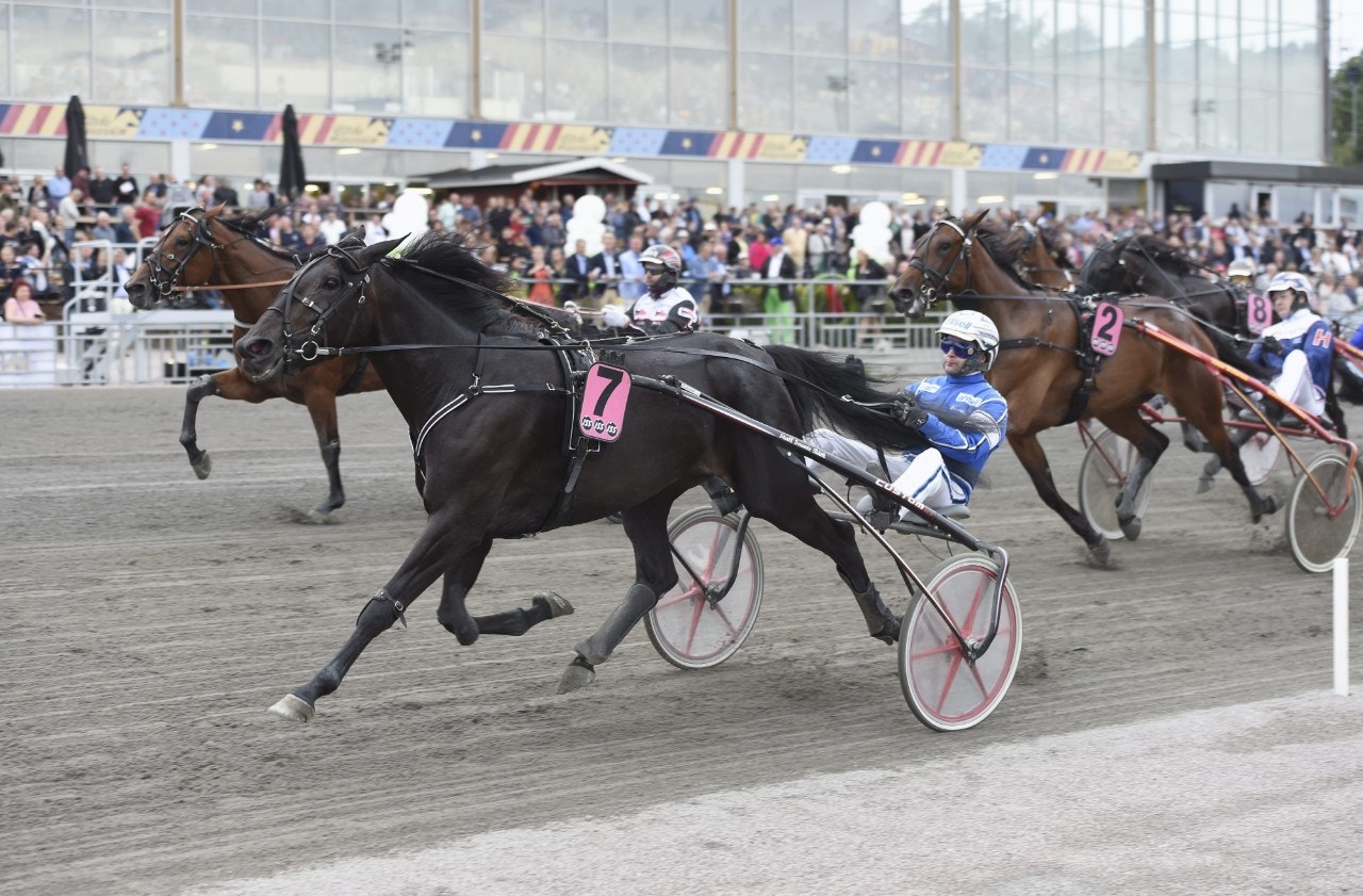 E3-vinnaren No Matter är en av hästarna i uttagningarna till Stosprintern. Foto: Christer Norin, ALN