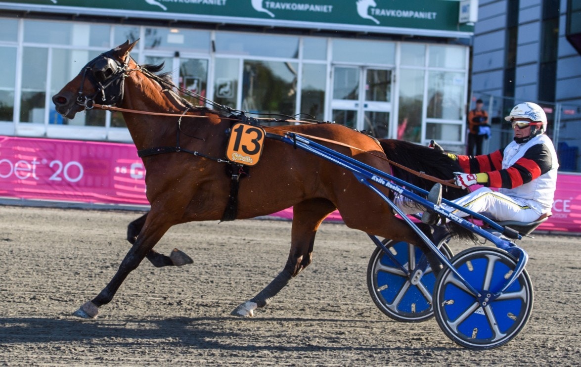 Blé du Gers med Jos Verbeeck i Harper Hanovers. Foto: Maxim Thore, Bildbyrån