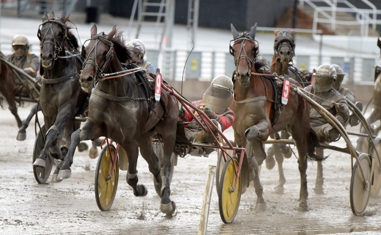 Hell Bent For Am stegar undan till årets fjärde raka seger. Foto: Martin Langels, ALN