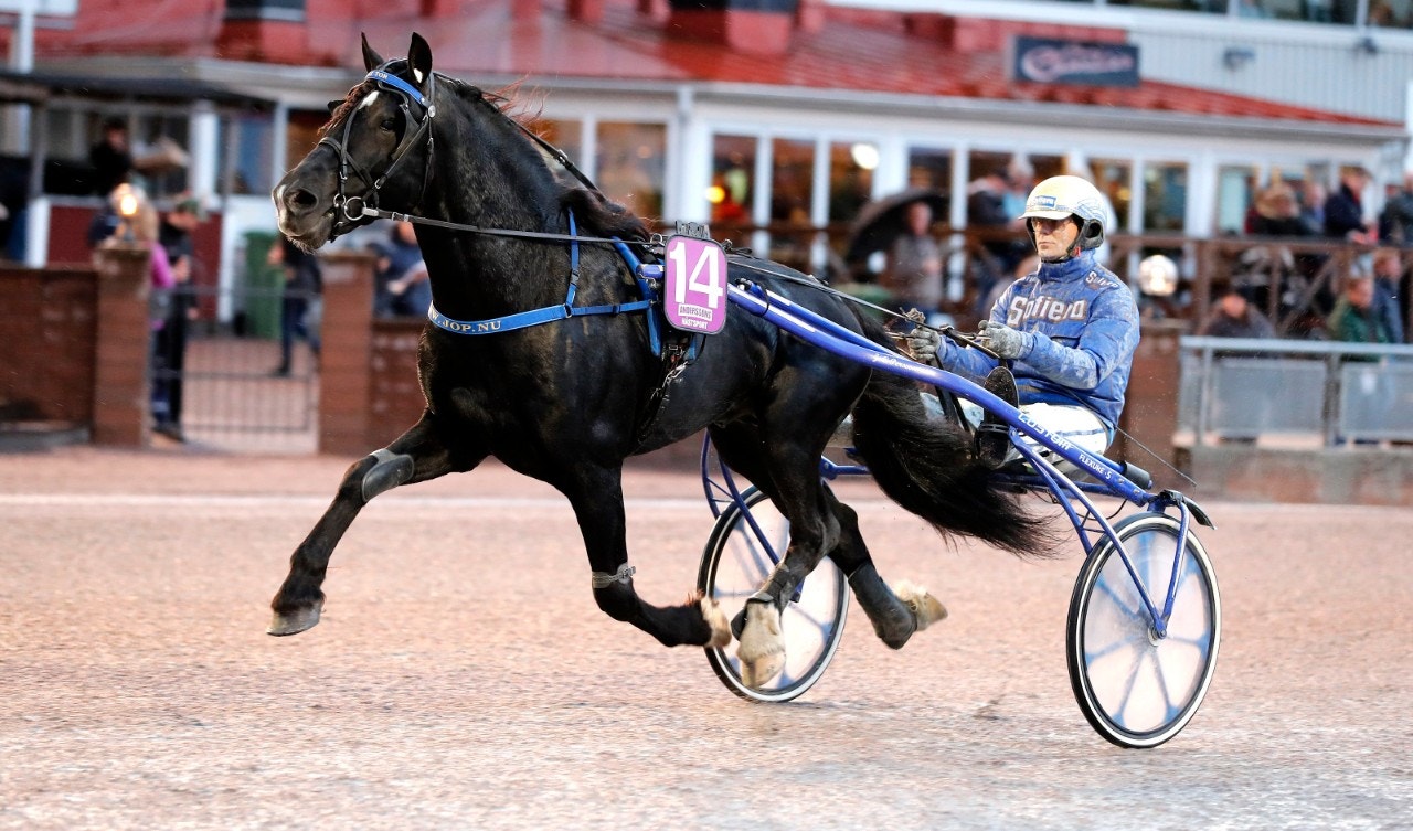 Guli Tor är en av hästarna som beger sig till Paris. Foto: Micke Gustafsson, ALN