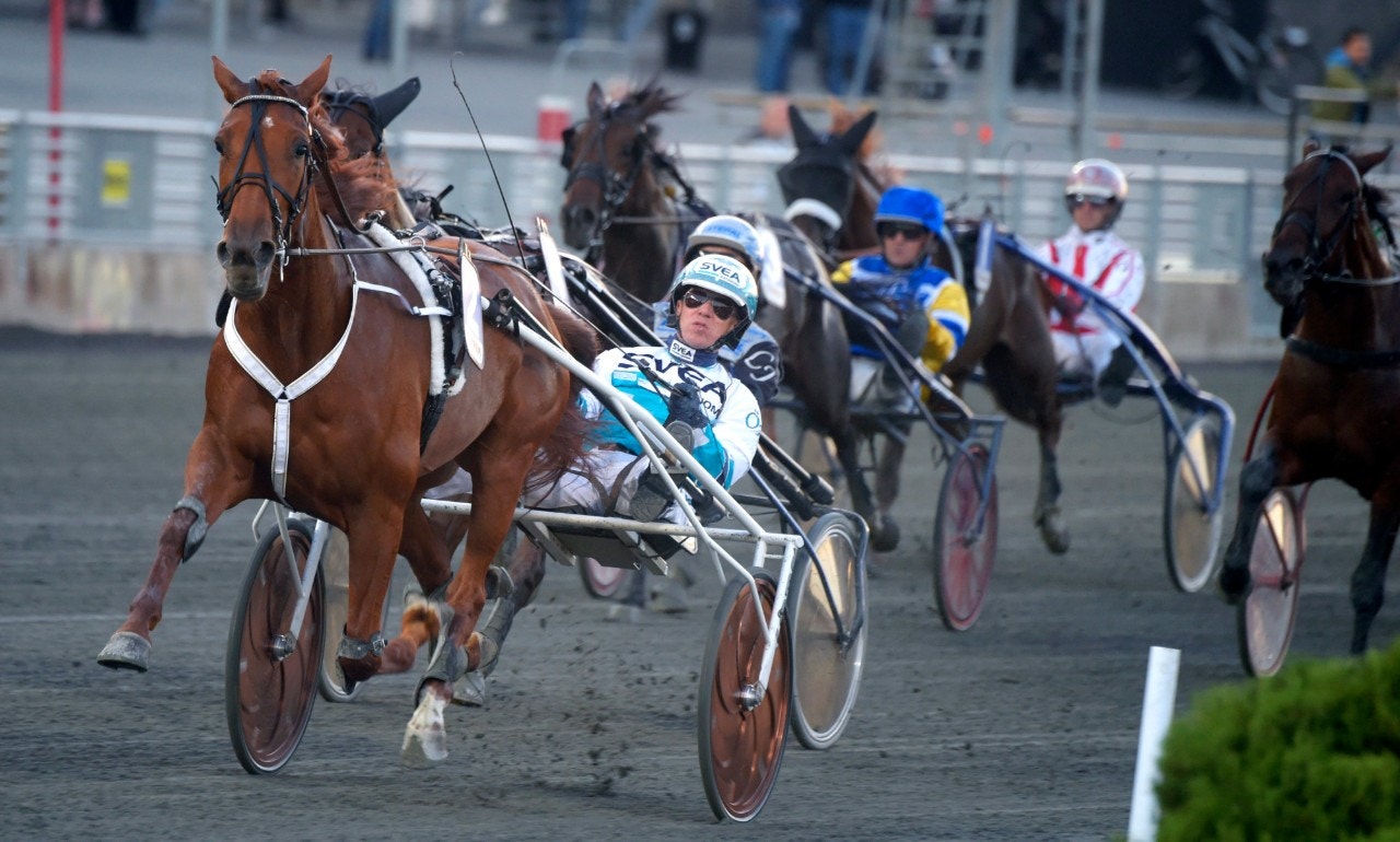 Blir det en ny stor titel för Conrads Rödluva i Stochampionatet? Foto: Martin Langels, ALN