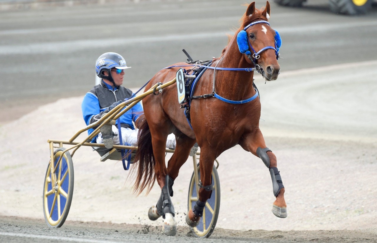 Dreammoko med Björn Goop inför Elitloppet i fjol. Foto: Martin Langels, ALN