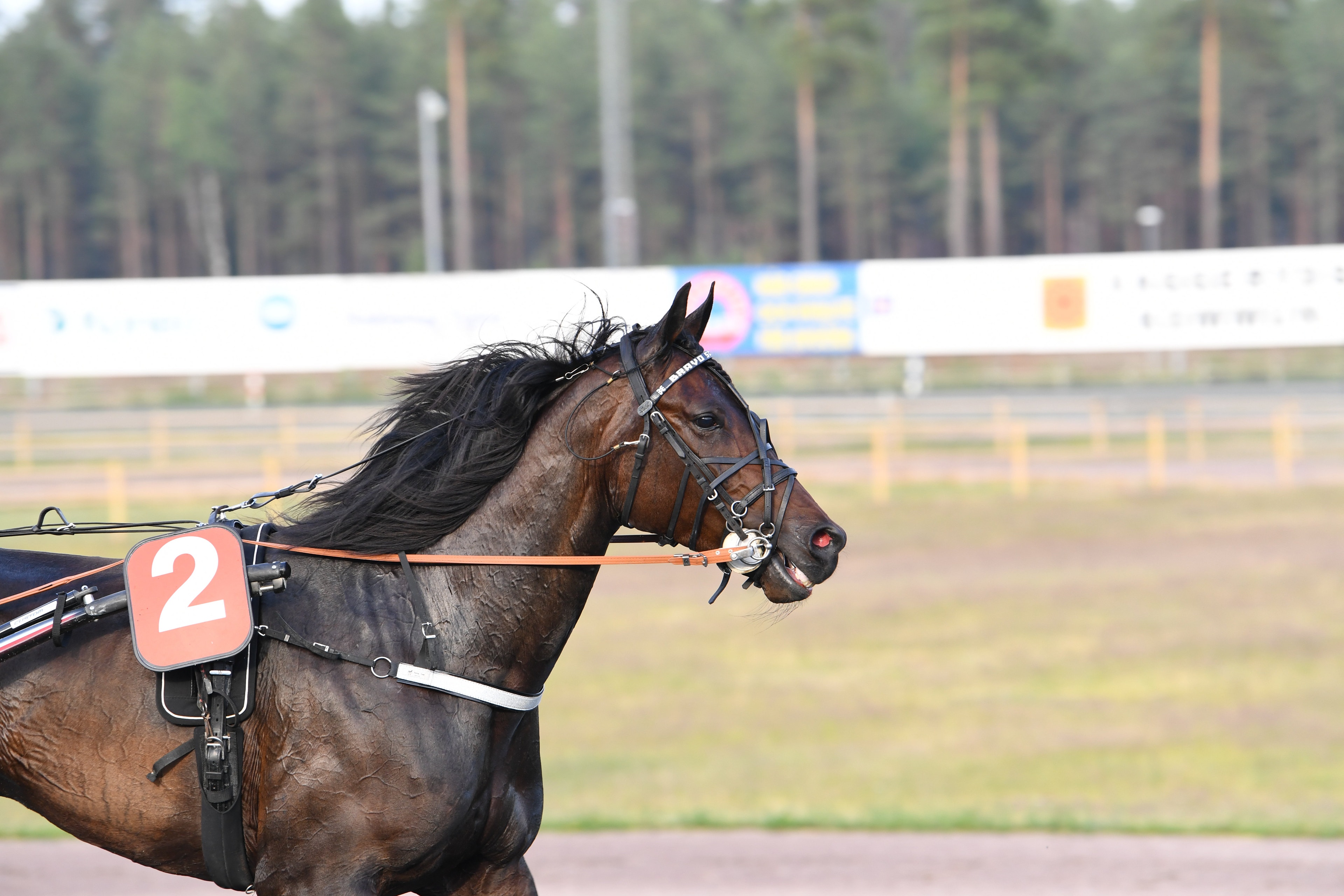 Foto: ALN.se