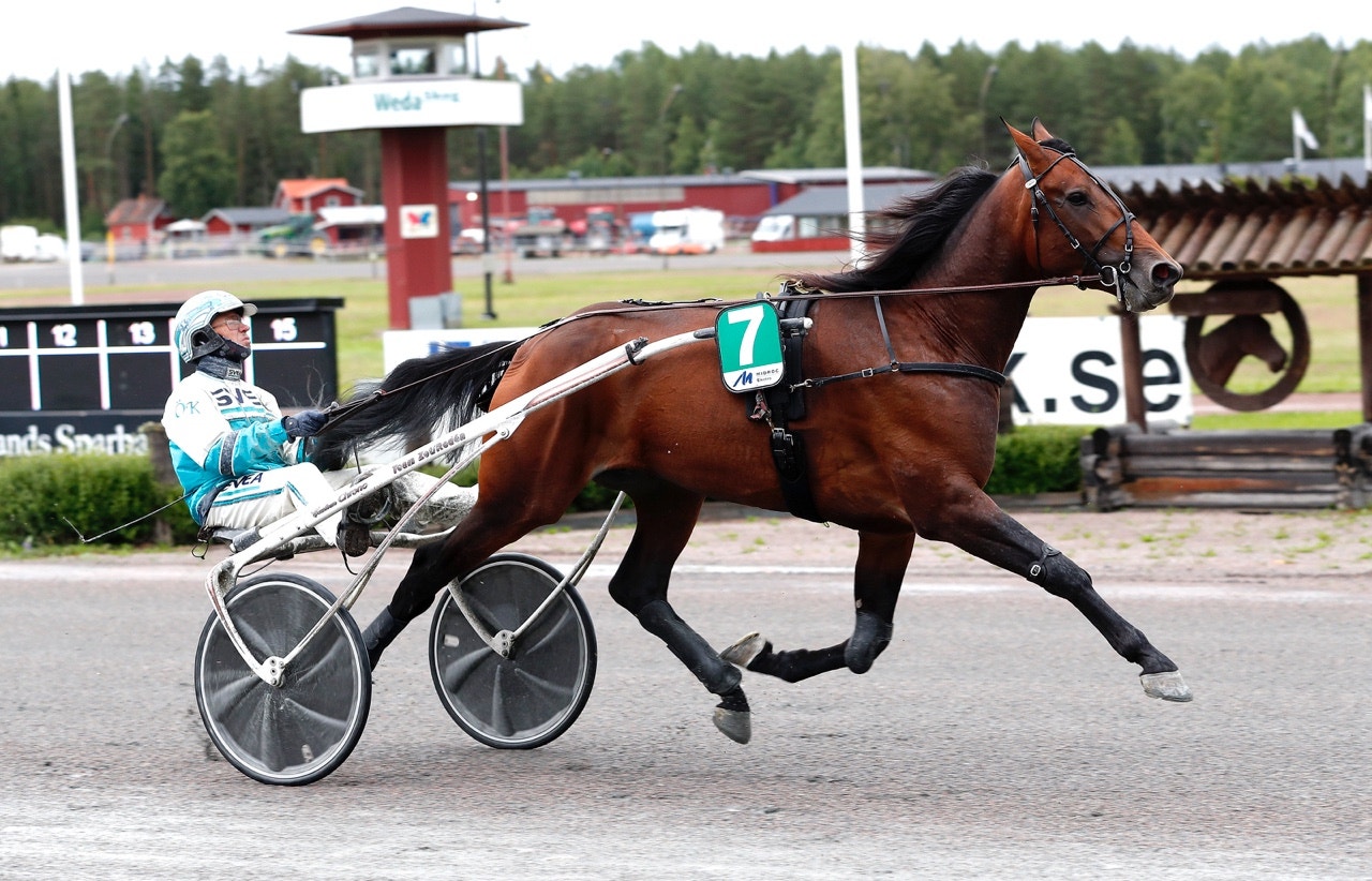 Mister Hercules är alltjämt obesegrad - Foto: ALN