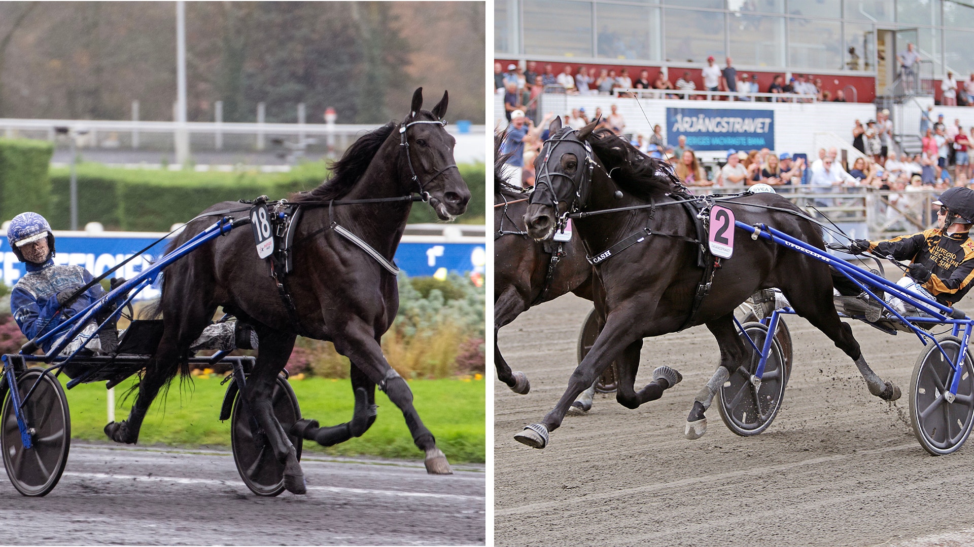 Två fotografier av en svart travhäst spänd för en blå travvagn. Hästen är i rörelse under trav. Den vänstra bilden visar hästen på gräsplan med träd i bakgrunden, den högra på en travbana med publik på läktarna.