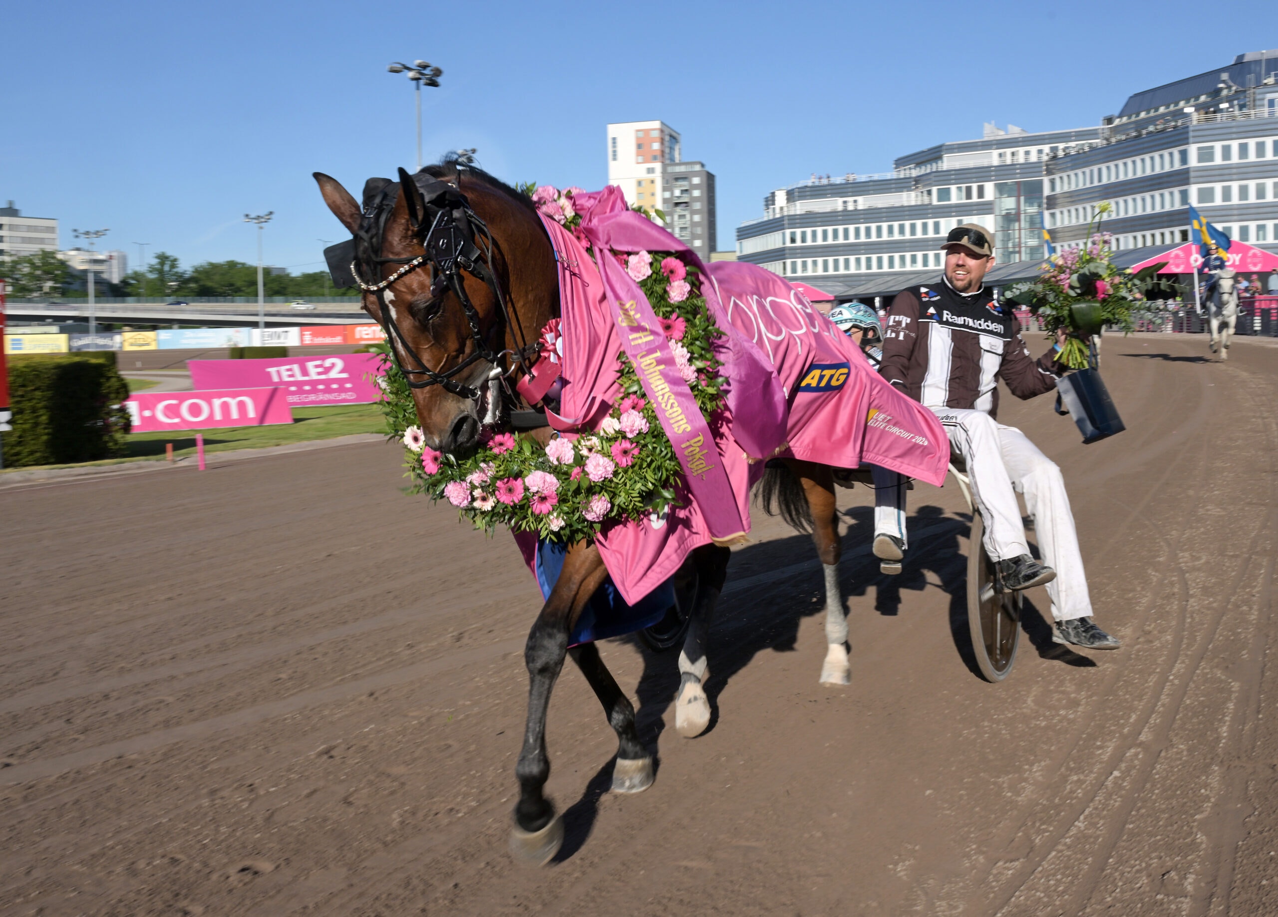 En segerdekorerad travhäst med rosa täcke och blomstergirlander på en travbana.